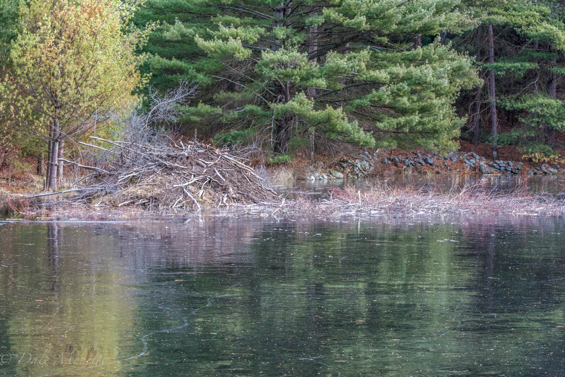 These beavers have a great twig cache built up for food through the winter.