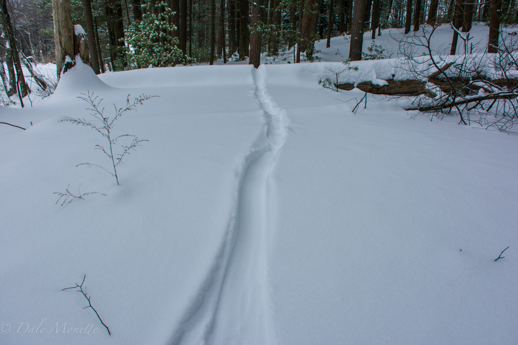 These are young beaver tracks dragging the tail and had no food cache built up so they need to go out in the snow looking for trees to cut and take back to the lodge. 