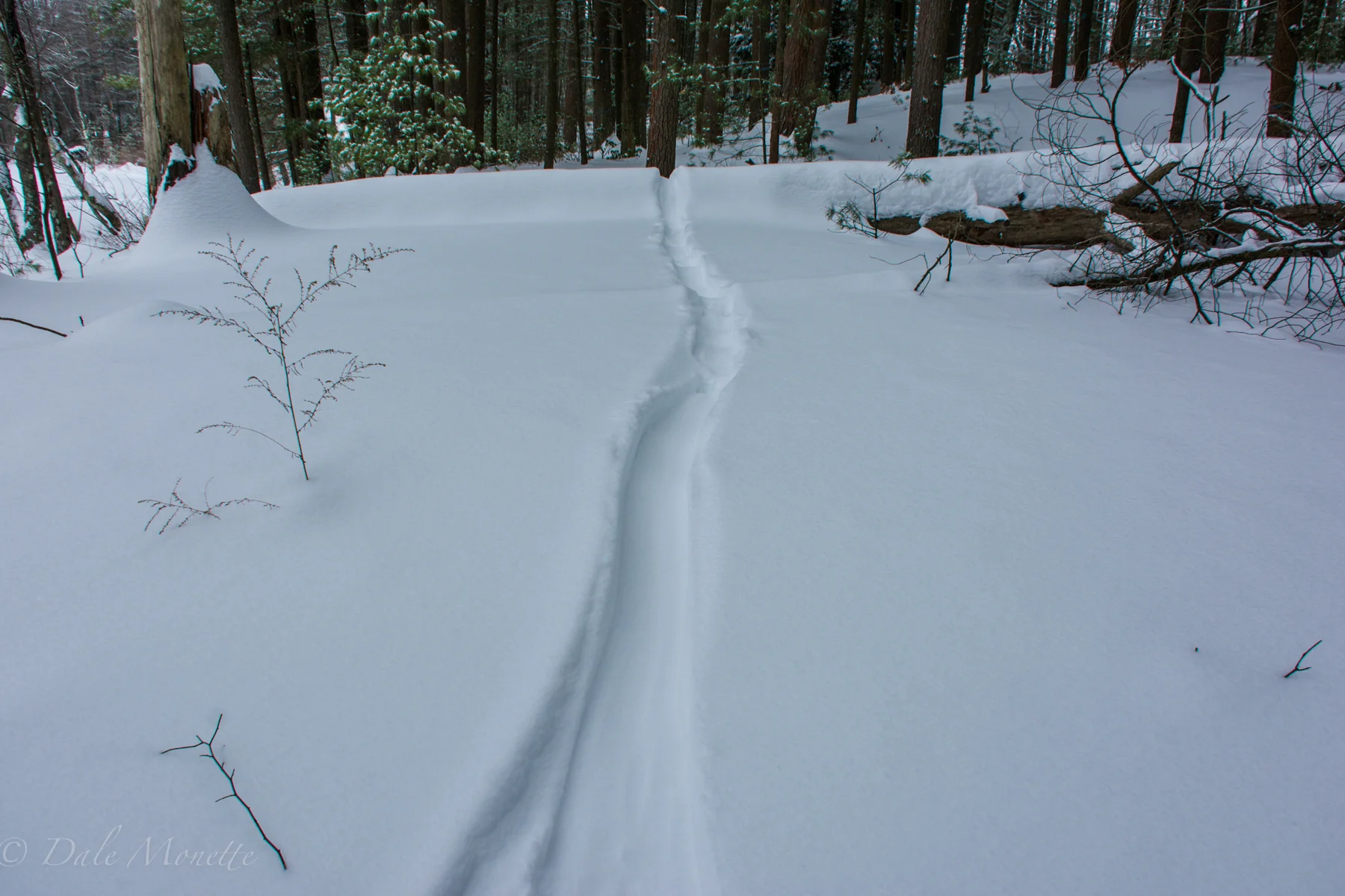 These are young beaver tracks dragging the tail and had no food cache built up so they need to go out in the snow looking for trees to cut and take back to the lodge.