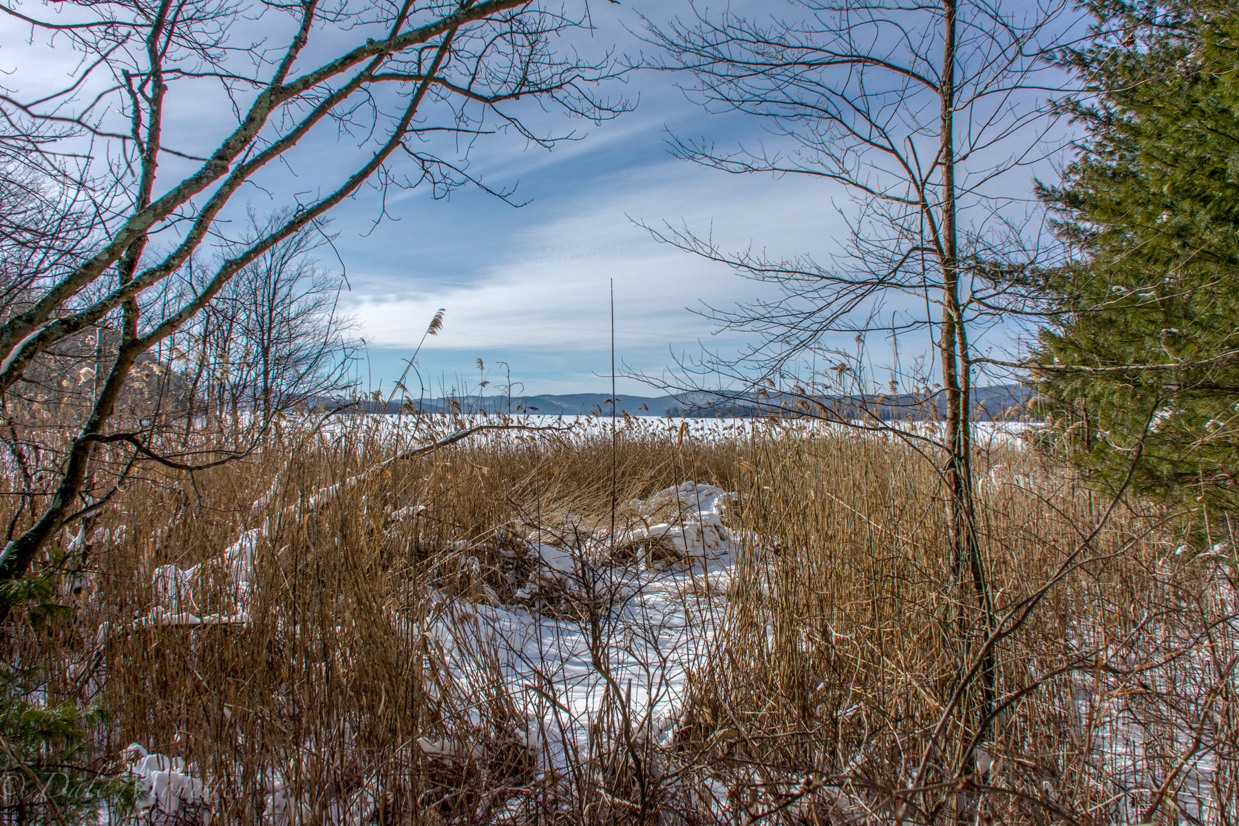 Phragmites waiting for red winged blackbirds to come back to nest in them.