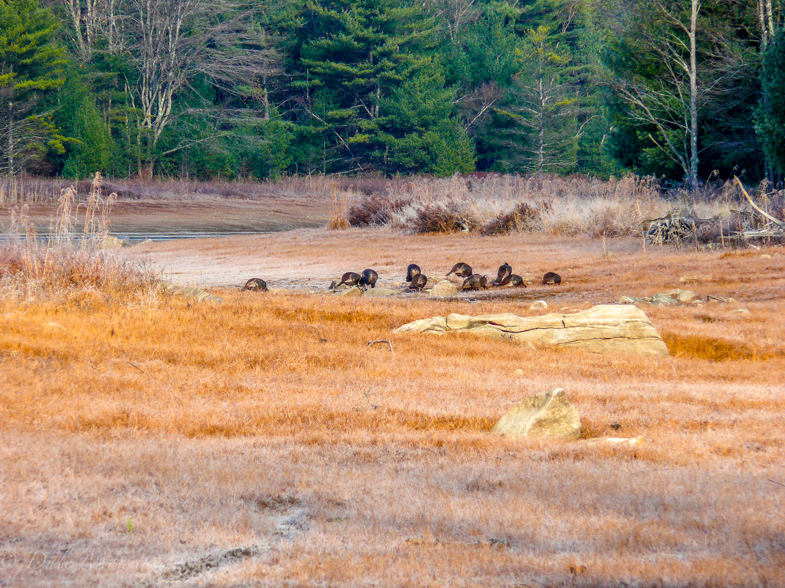 Turkeys are safe as there is no turkey hunting season in the Quabbin….