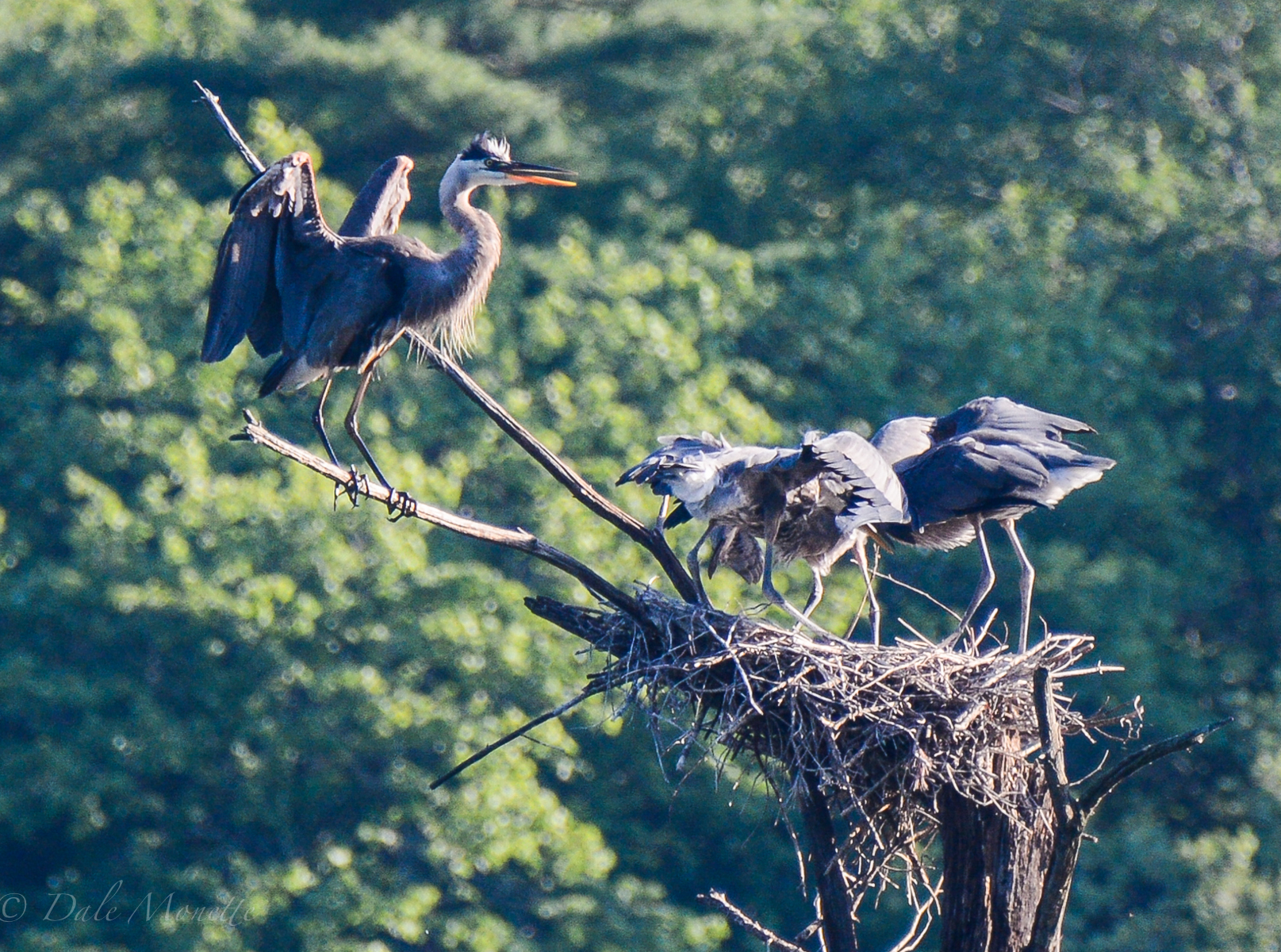 Great blue heron chicks fledge in early to mid August