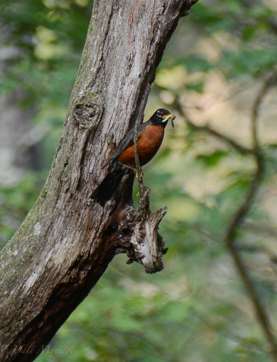Robins are out collecting food for the chicks.