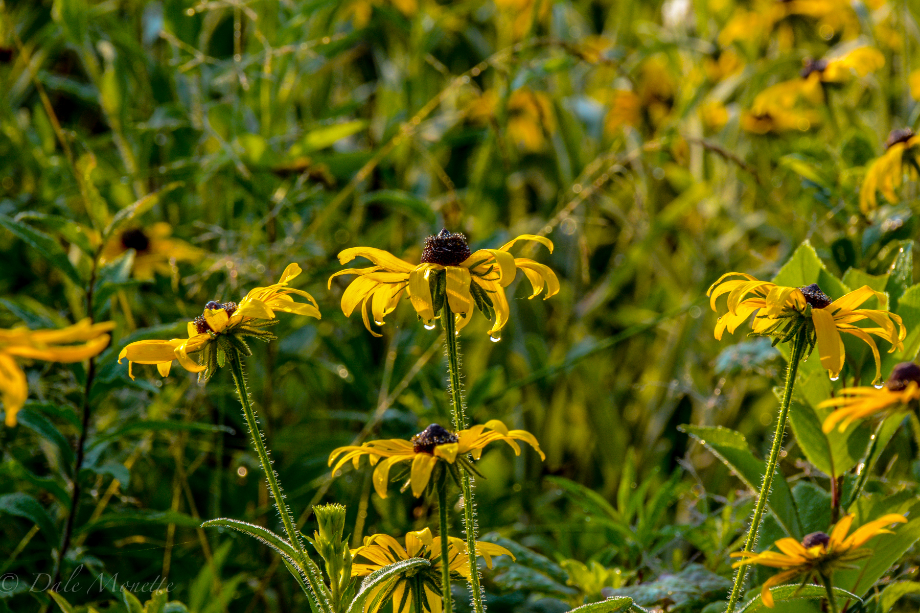Black eyed susans