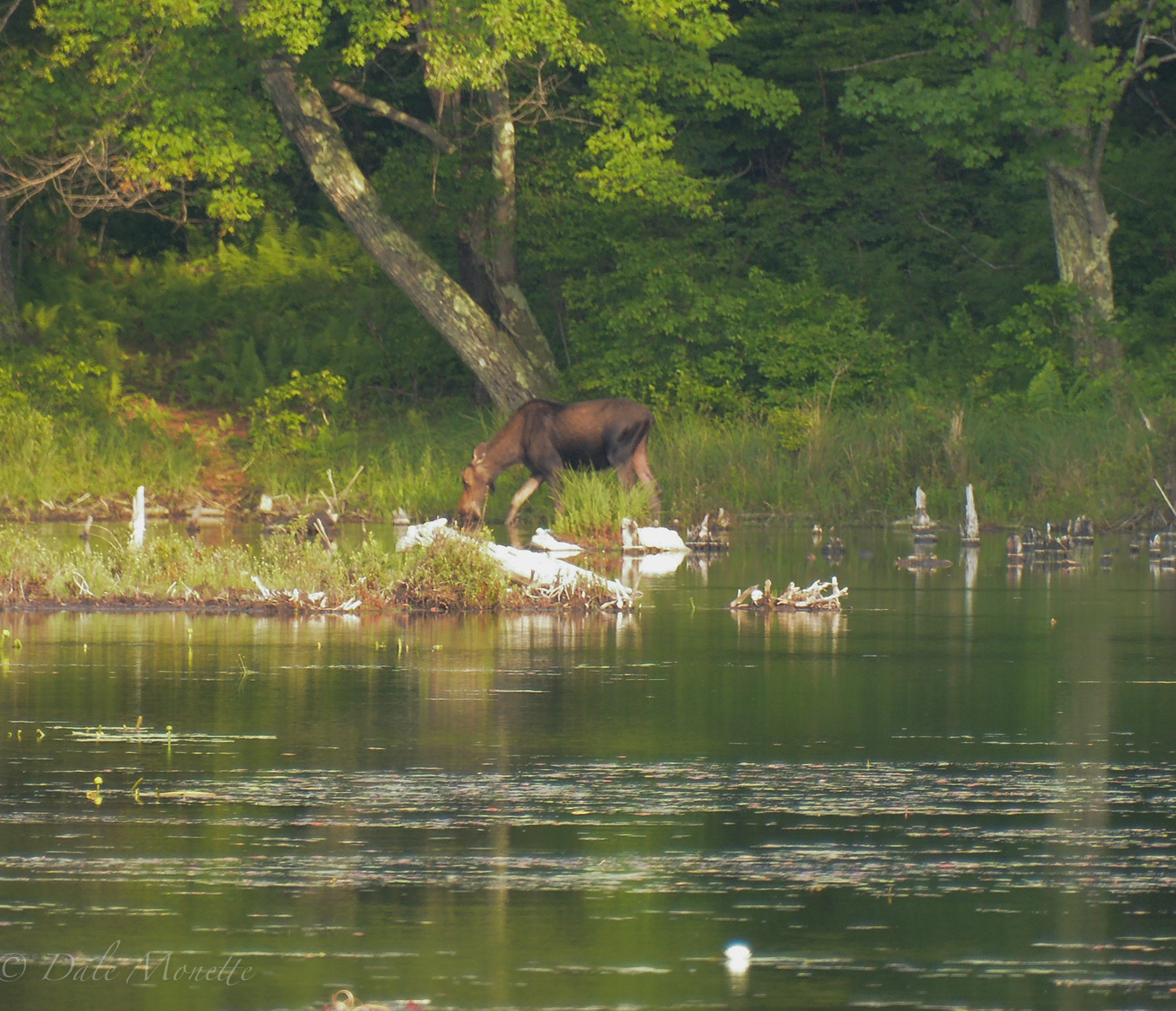 Moose can be seen feeding all summer at small ponds and wetlands throughout the watershed