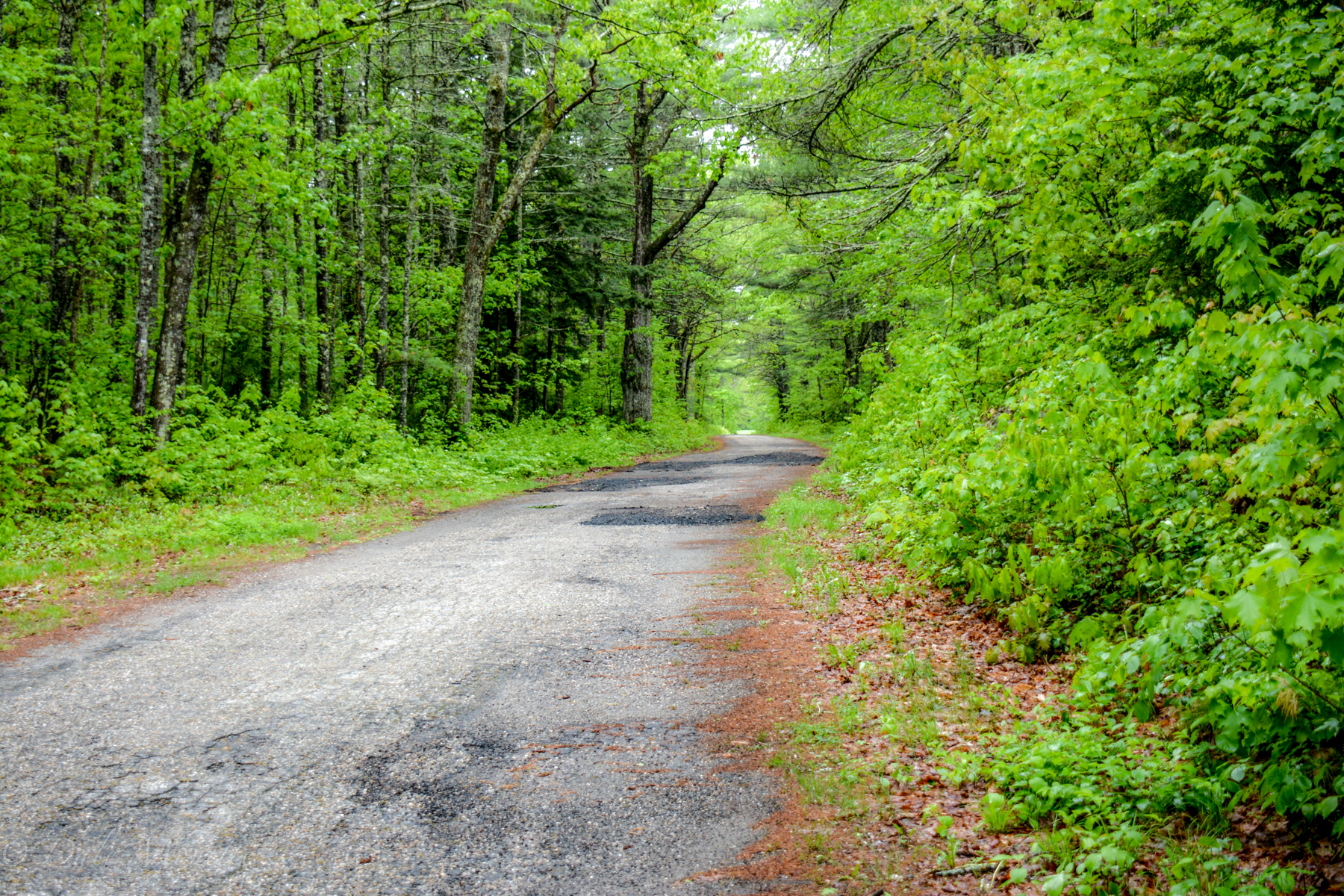 The road to Dana Common through Gate 40 in Petersham off of RT 32A