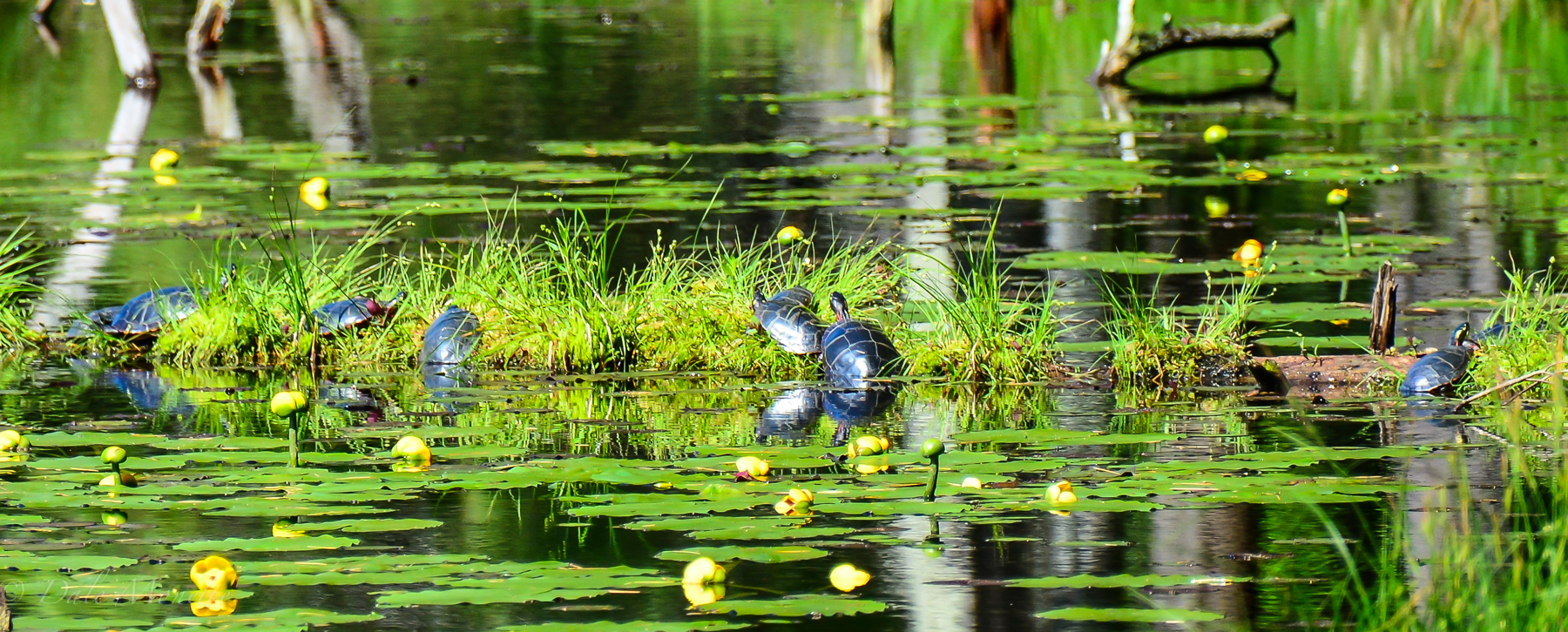 The painted turtle gang…….  very common through out the watershed