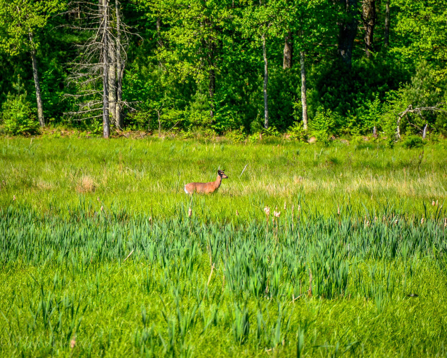 A white tailed deer buck feeds in an abandoned beaver pond that has turned to a meadow.