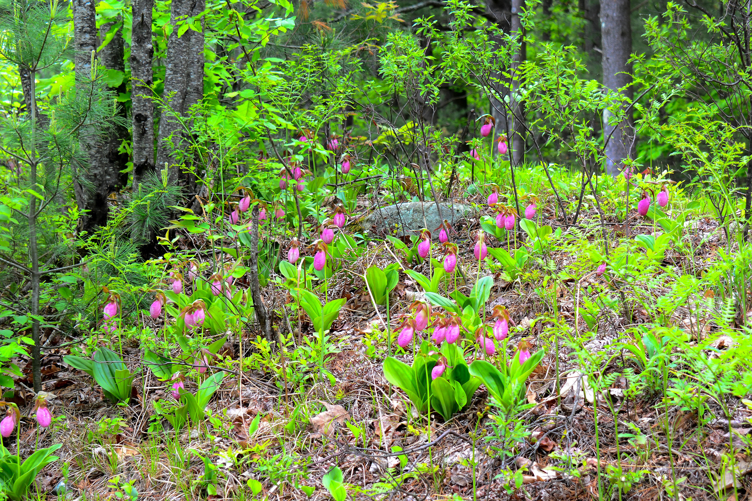 Late spring / early summer lady slippers. 