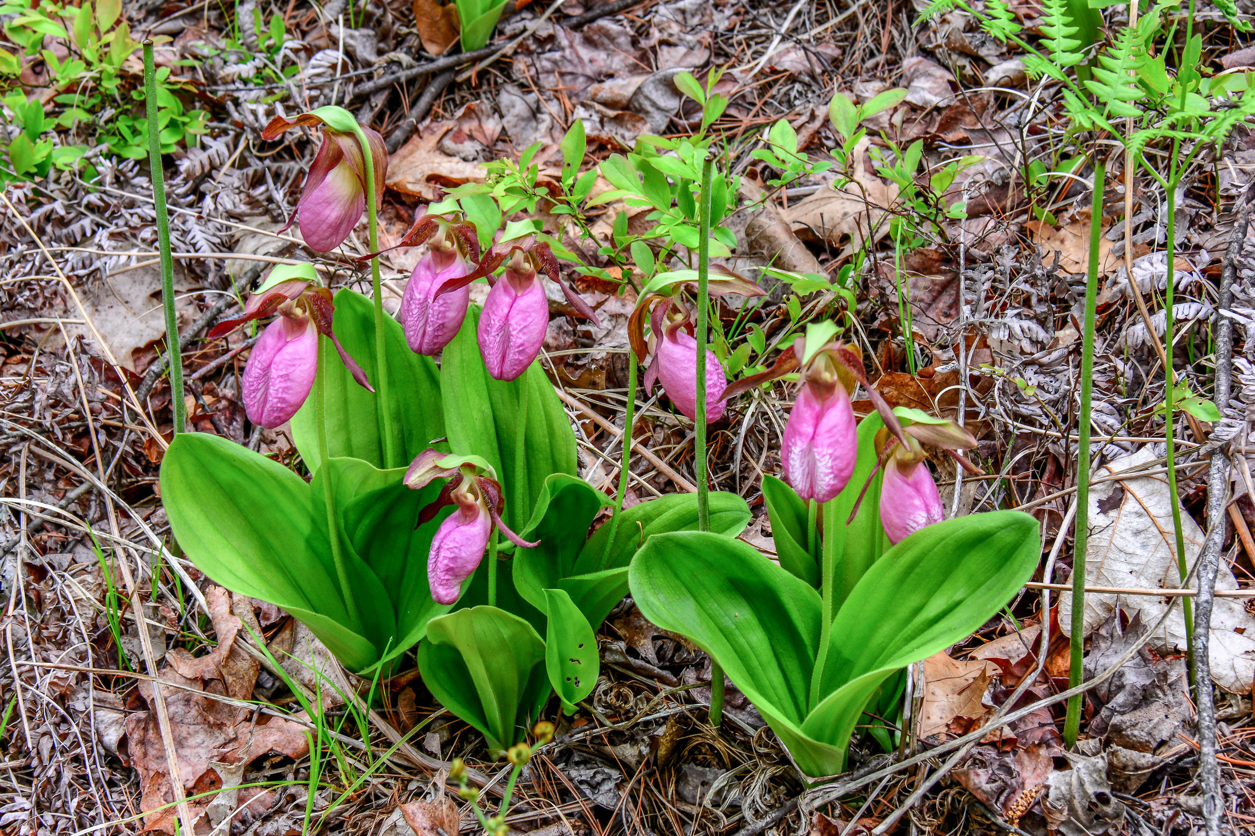 Lady slippers have made a huge comeback at Quabbin since the deer hunt was enacted in the early 1990's. 