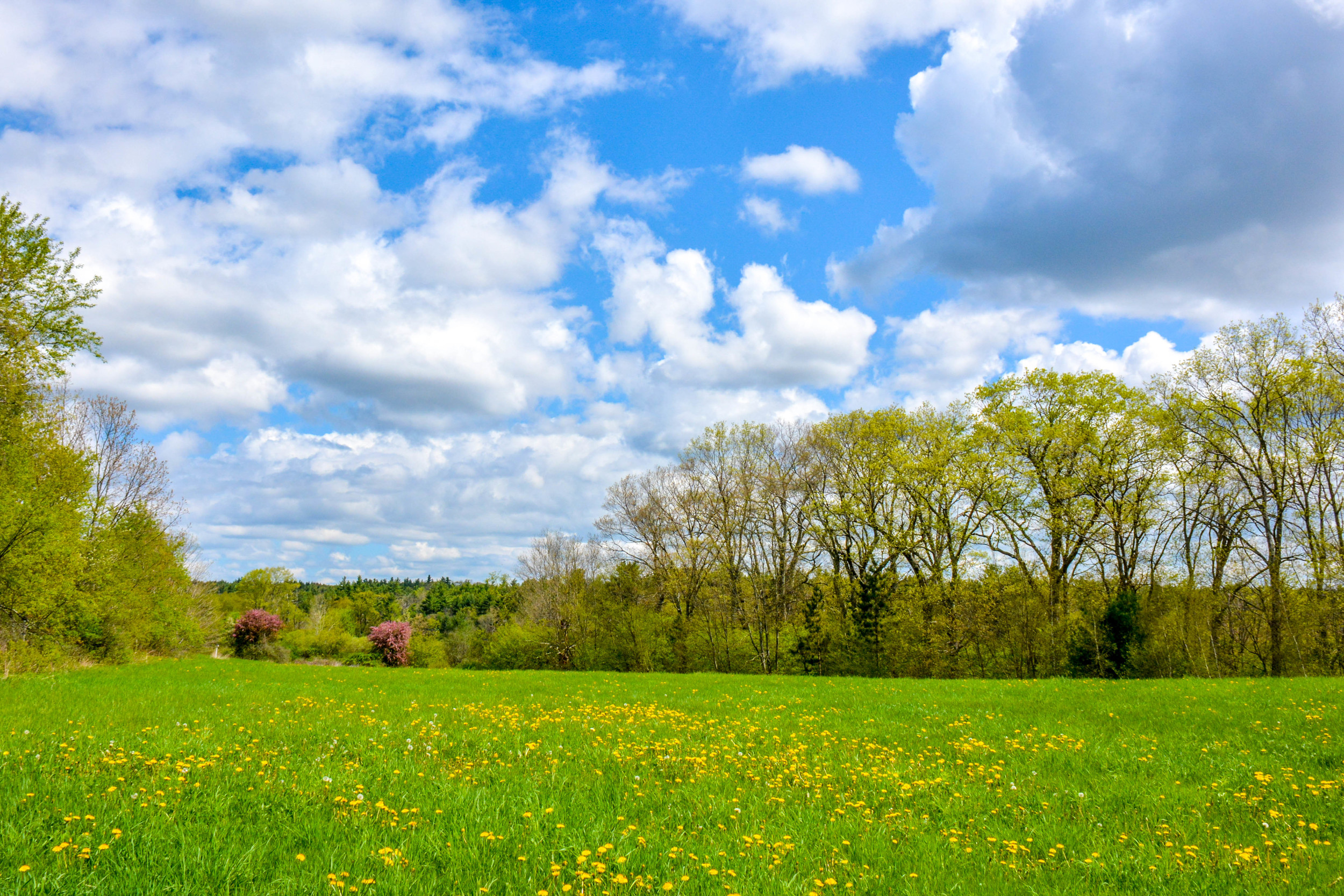 A spring meadow at Ware River Watershed. Its part of the DCR Quabbin watershed in Rutland MA.