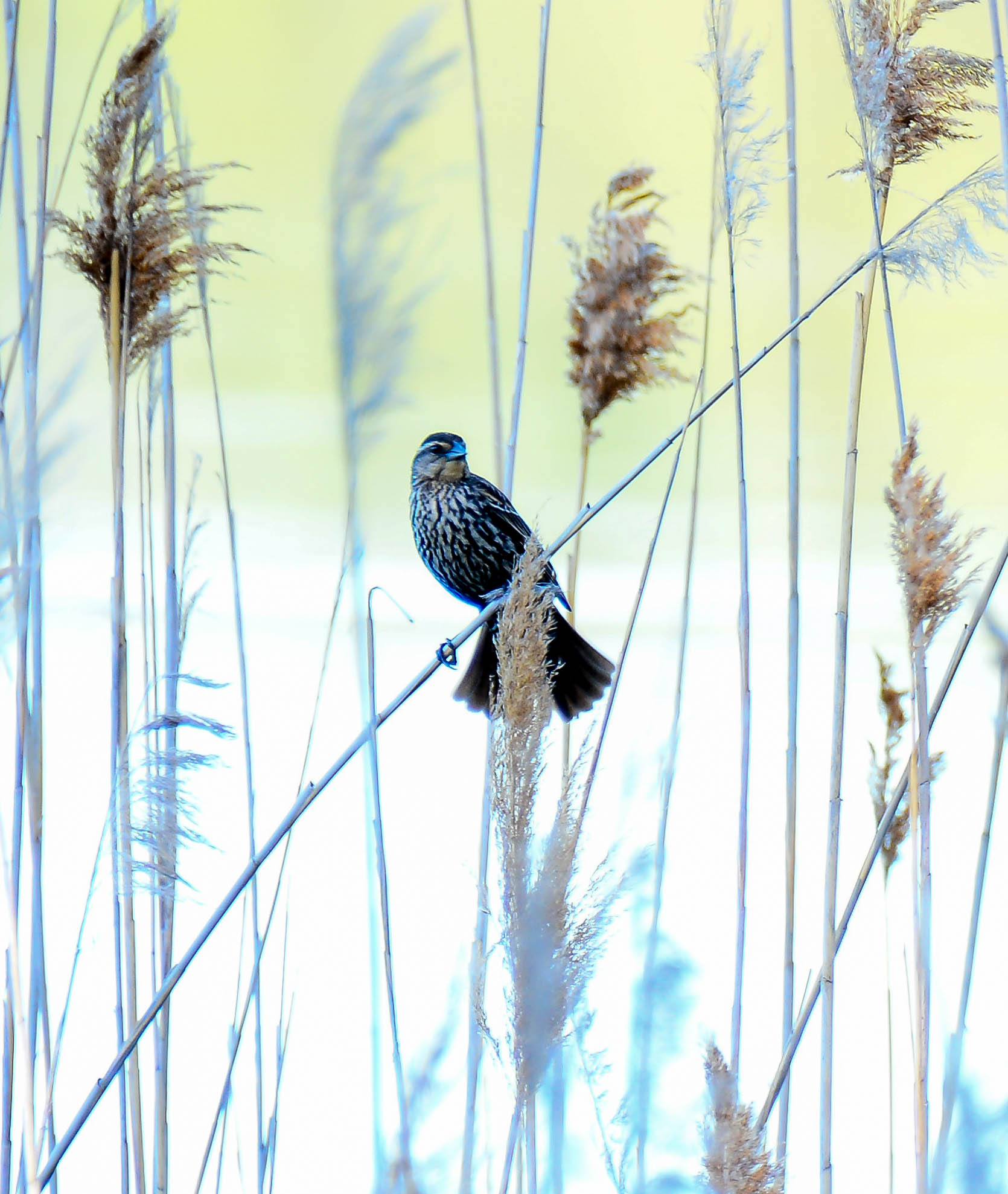 Female red wings blackbirds are looking for places to nest in the phragmites.