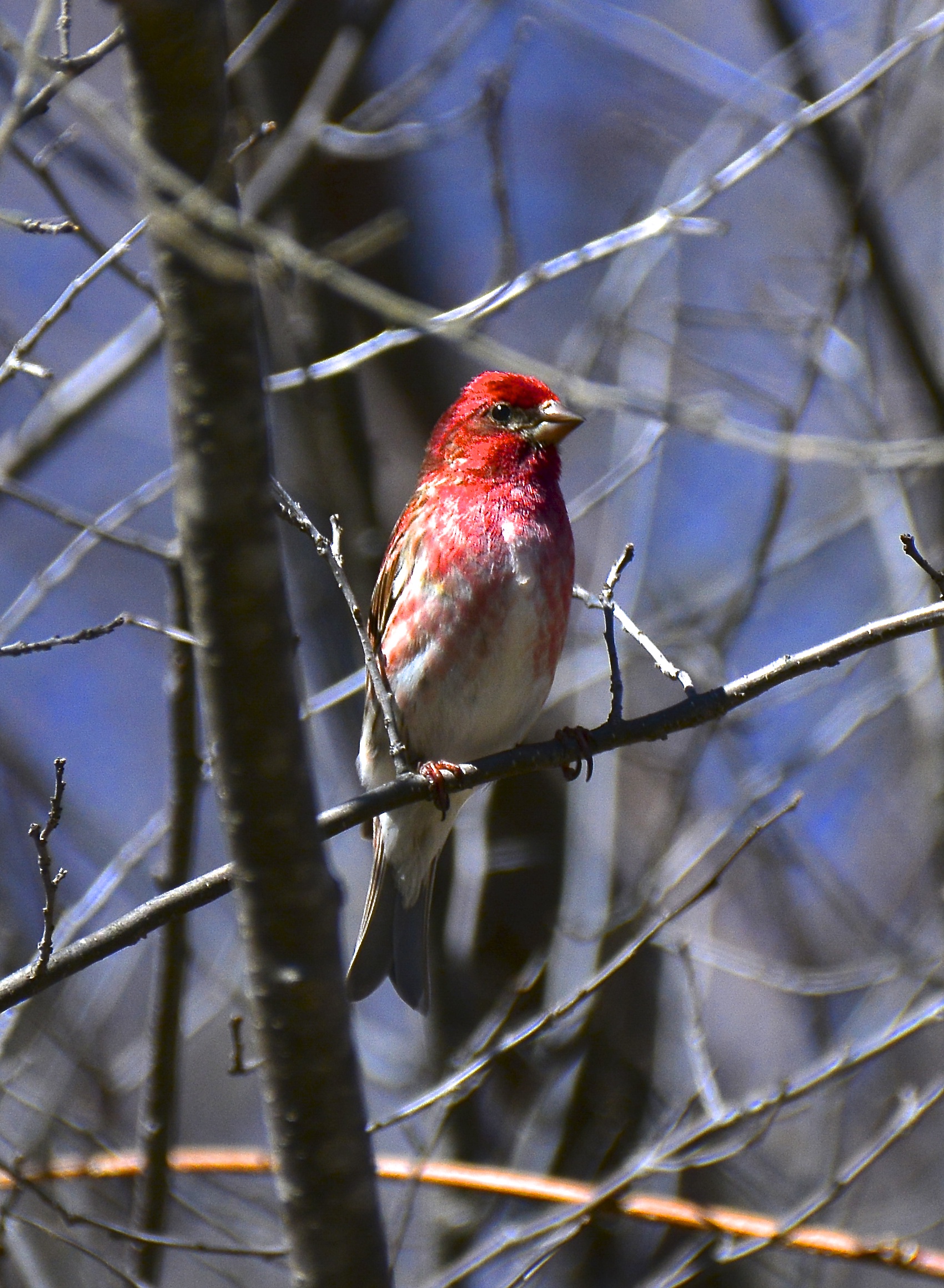 Purple finch