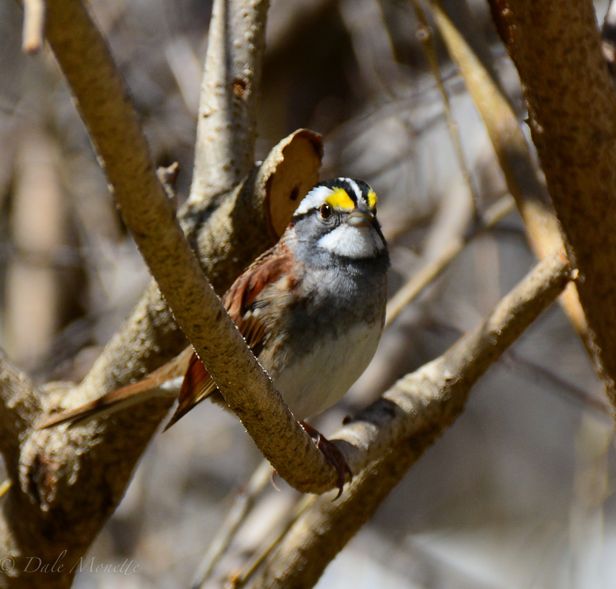 White throated sparrow….