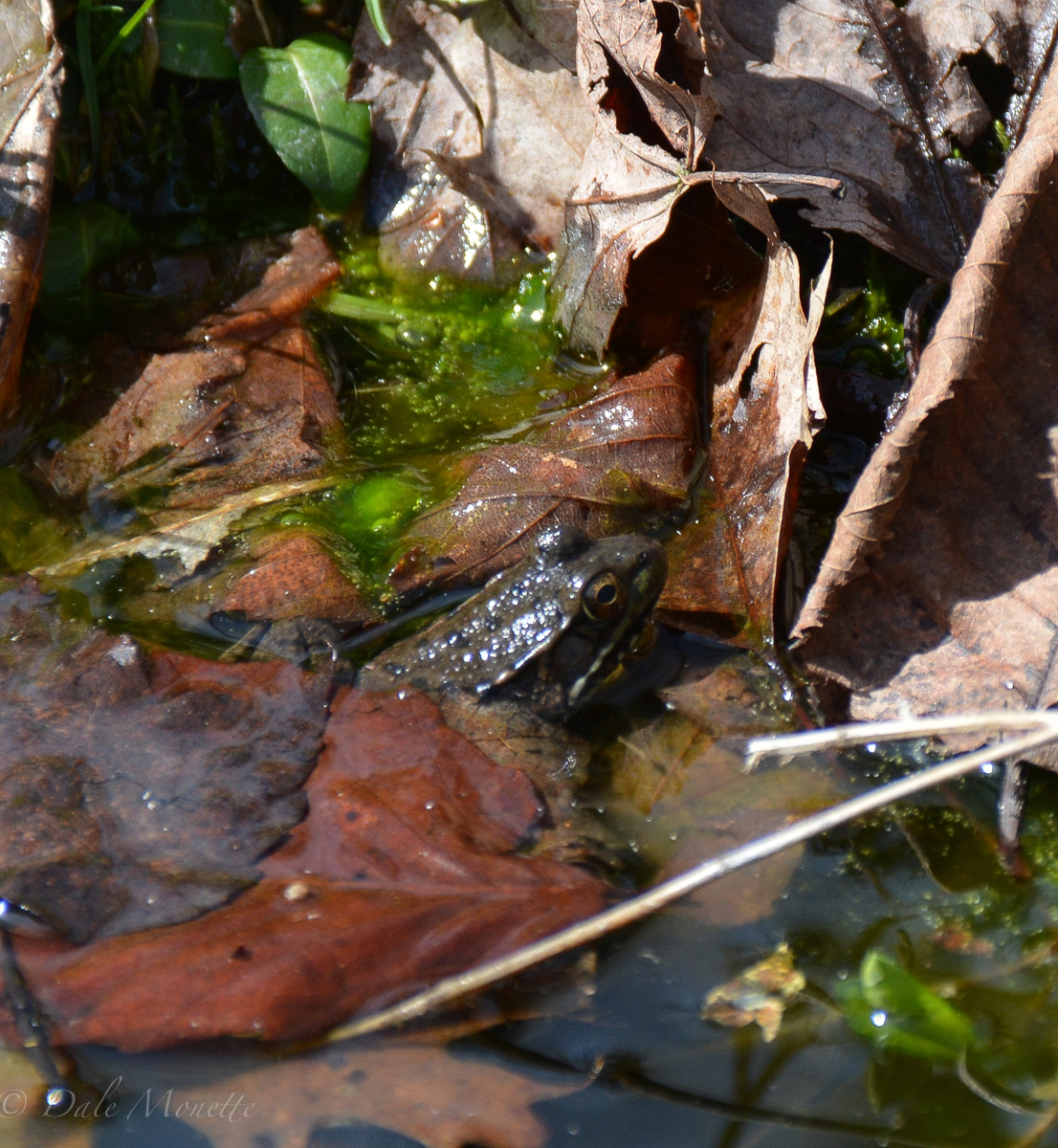 Green frogs make an appearance.