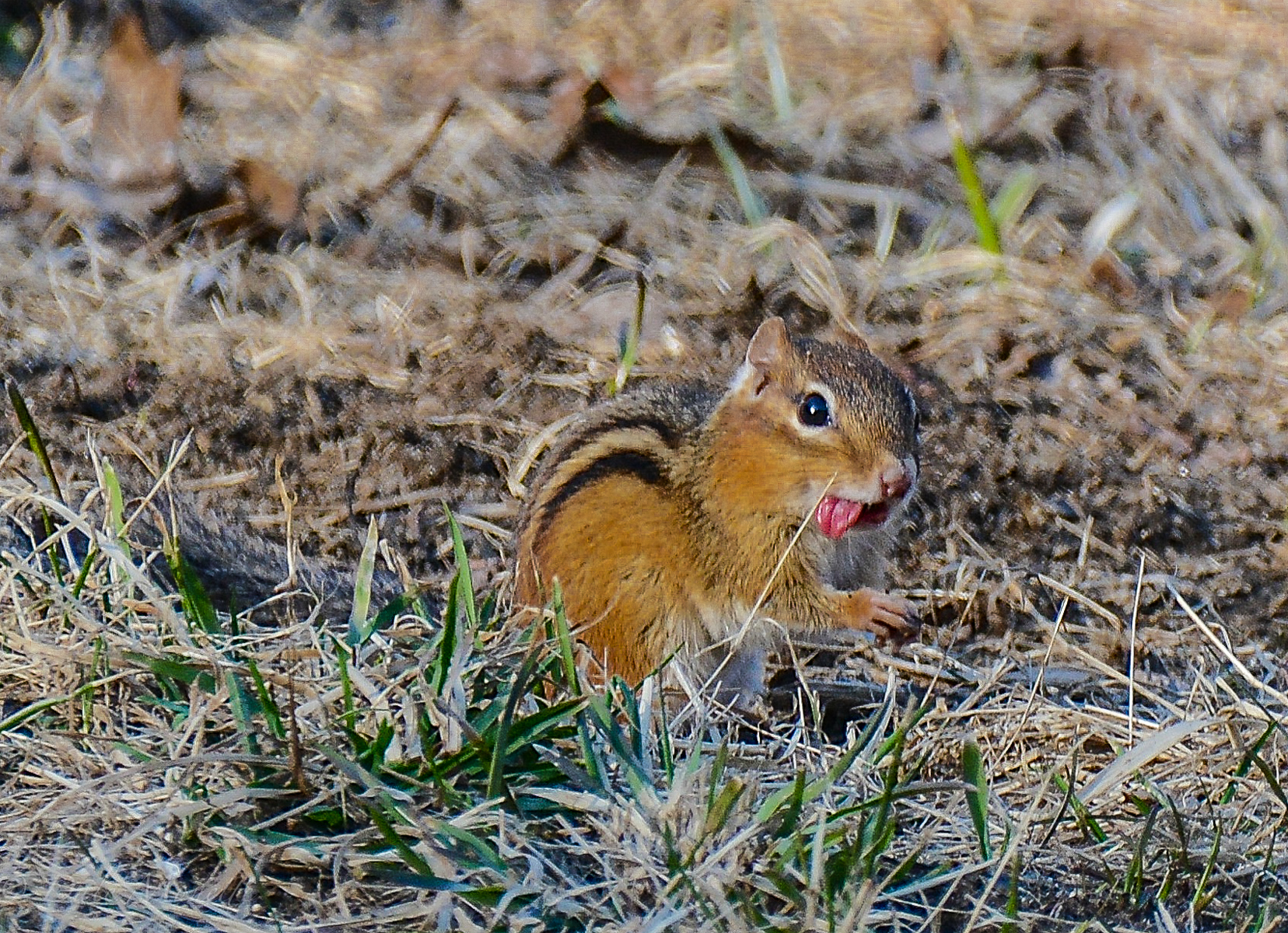 Chipmunks are coming out of their burrows and grabbing anything they can for food.