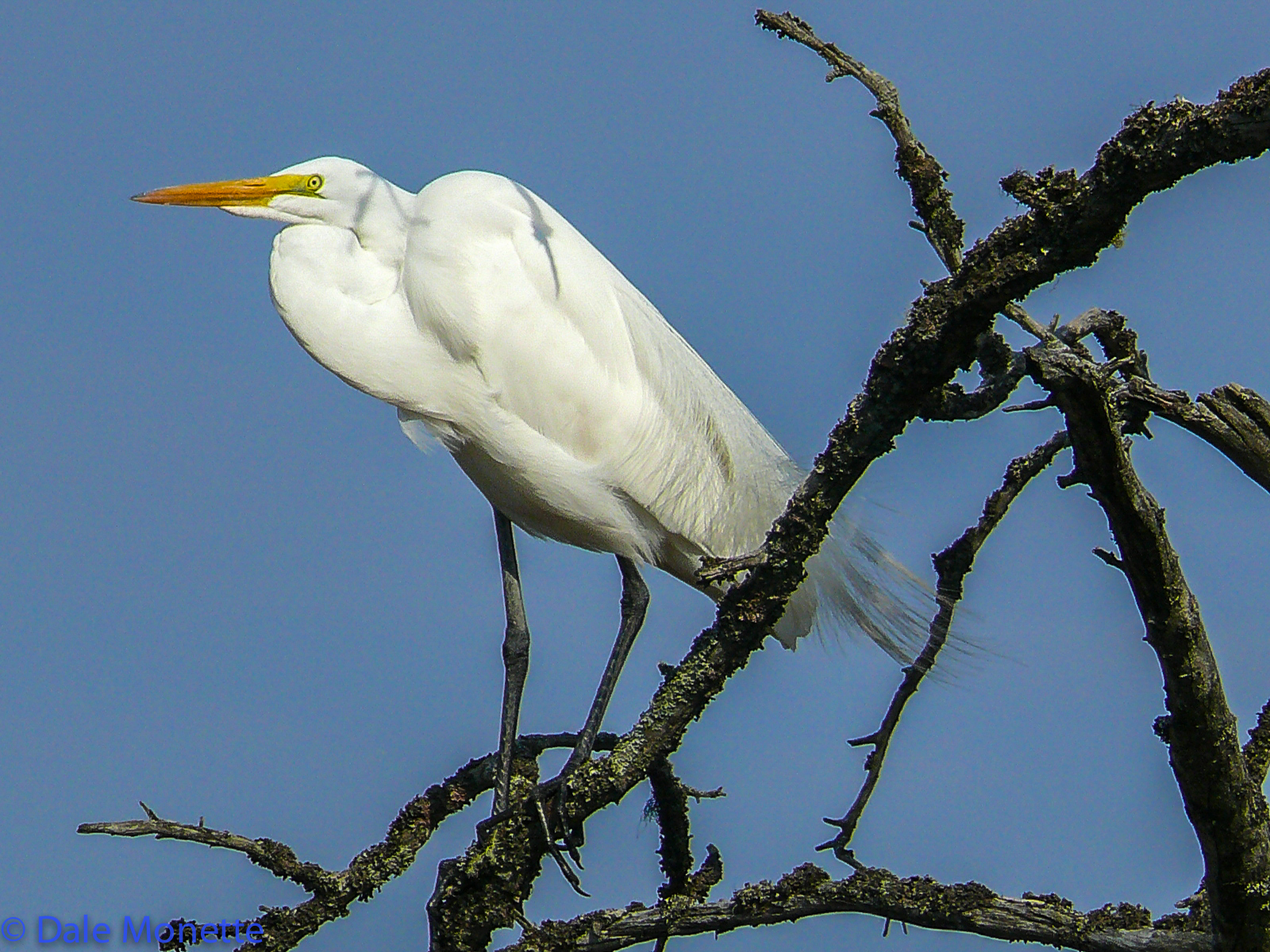 Great egrets are seen in late August as young ones roam about. They do not nest at the Quabbin.