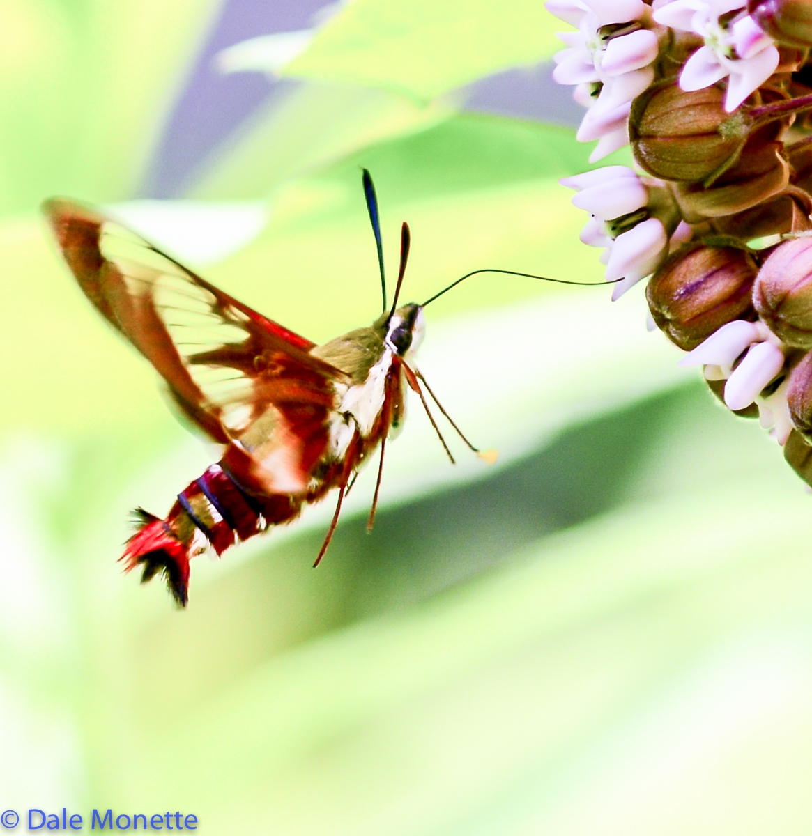 Hummingbird moths sometimes fool people into thinking they are watching a hummingbird with their rapid wing beats.