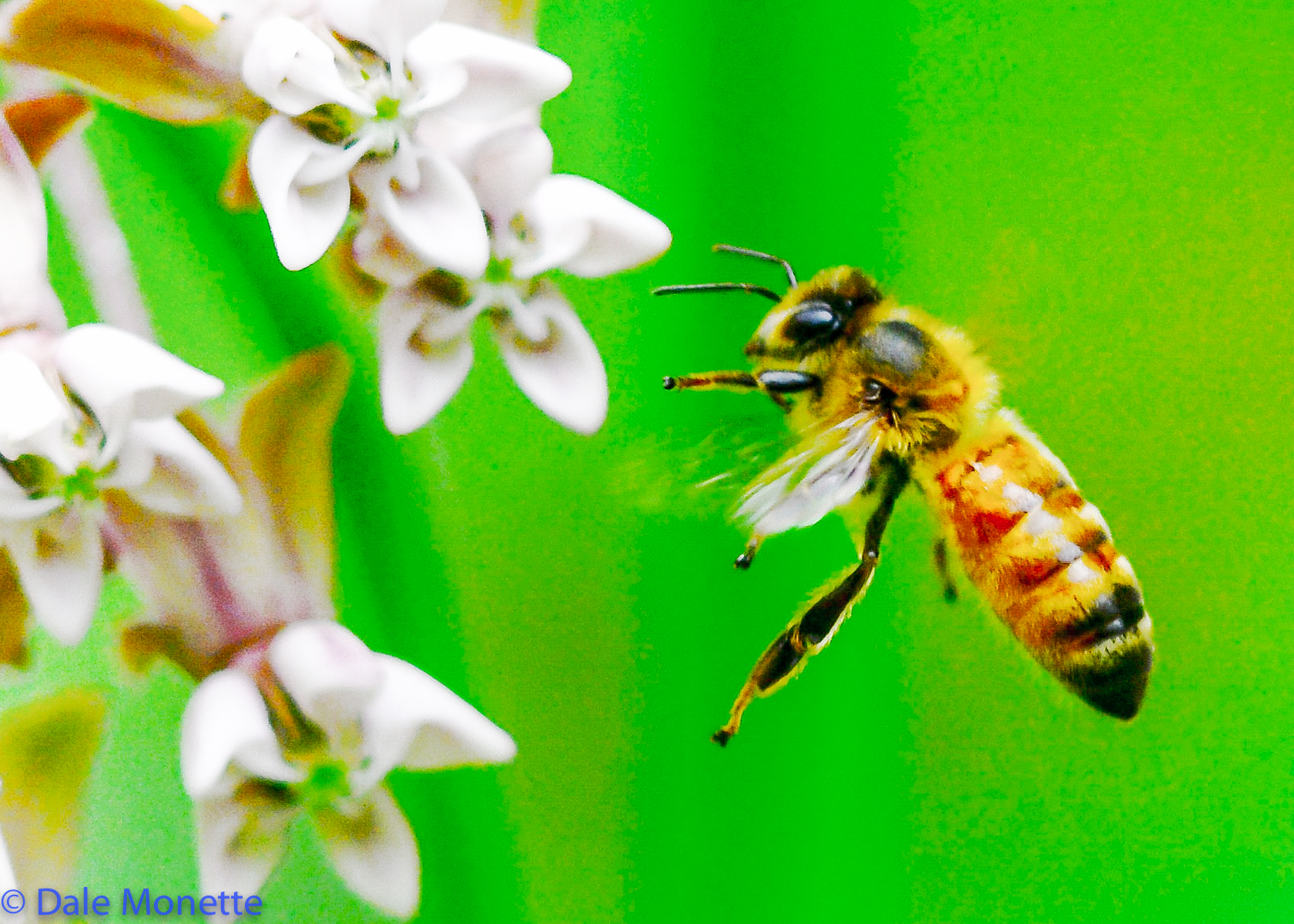 Bees get busy !!