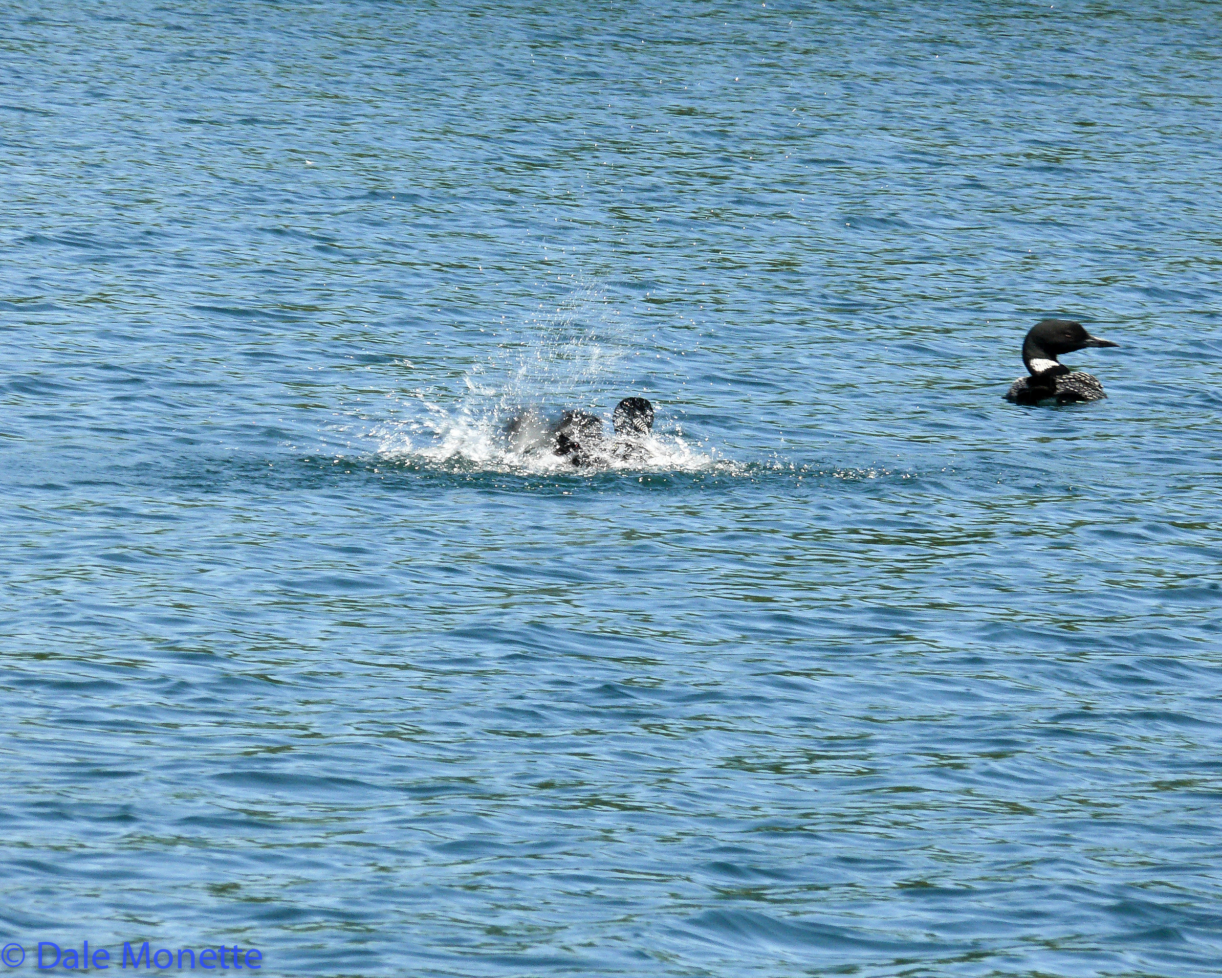 Common loons
