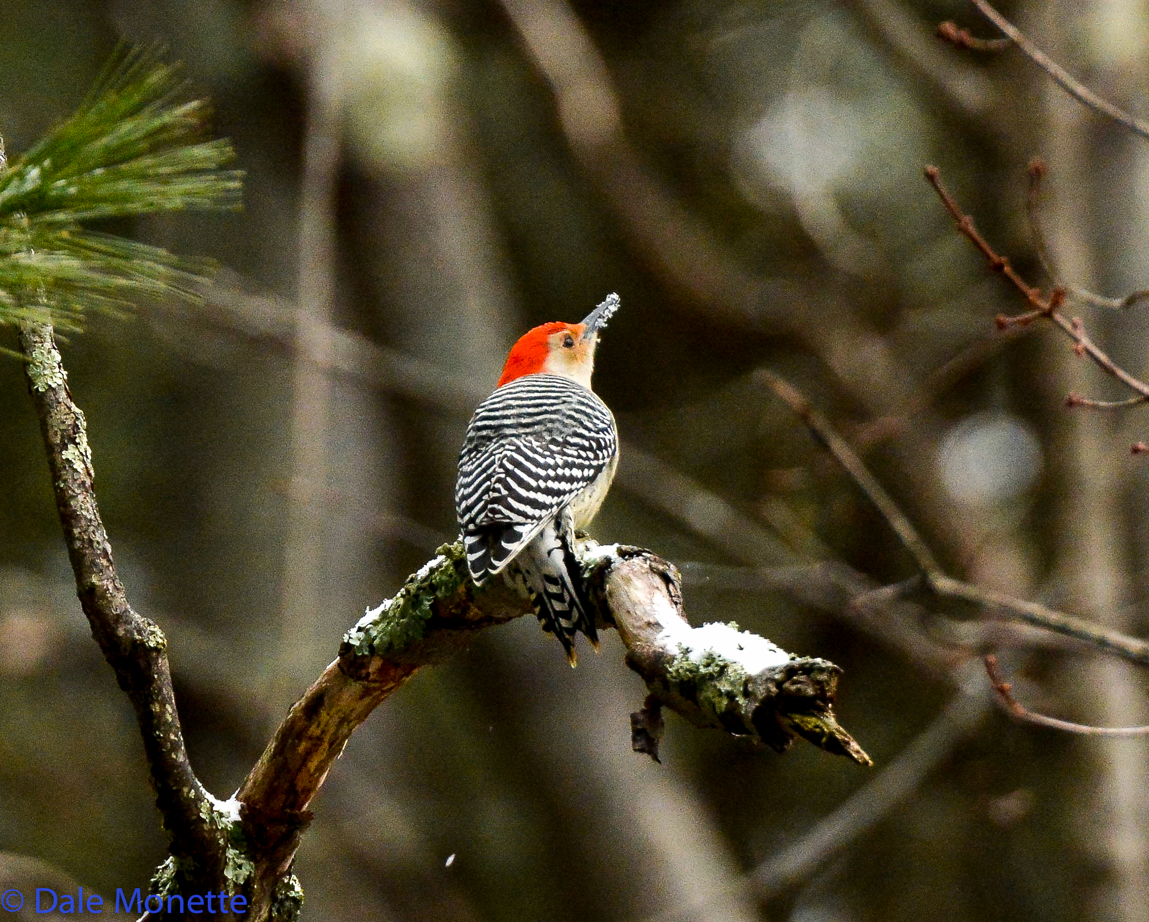 Red bellied woodpeckers are becoming more and more common in New England and can be seen at Quabbin.