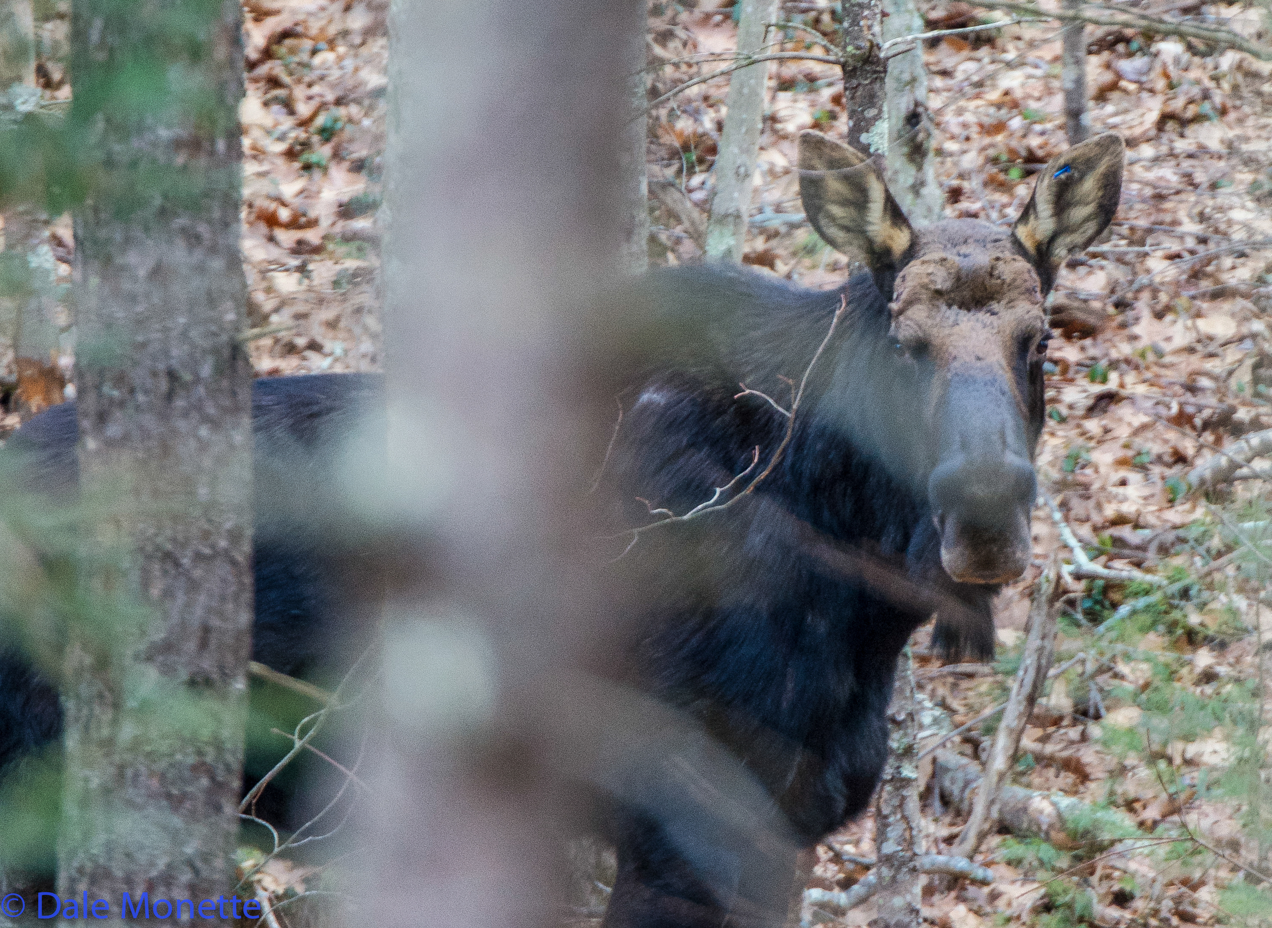 Thats him again 6 days after I took the first four photos you have just seen. He has shed his antlers for the year. 