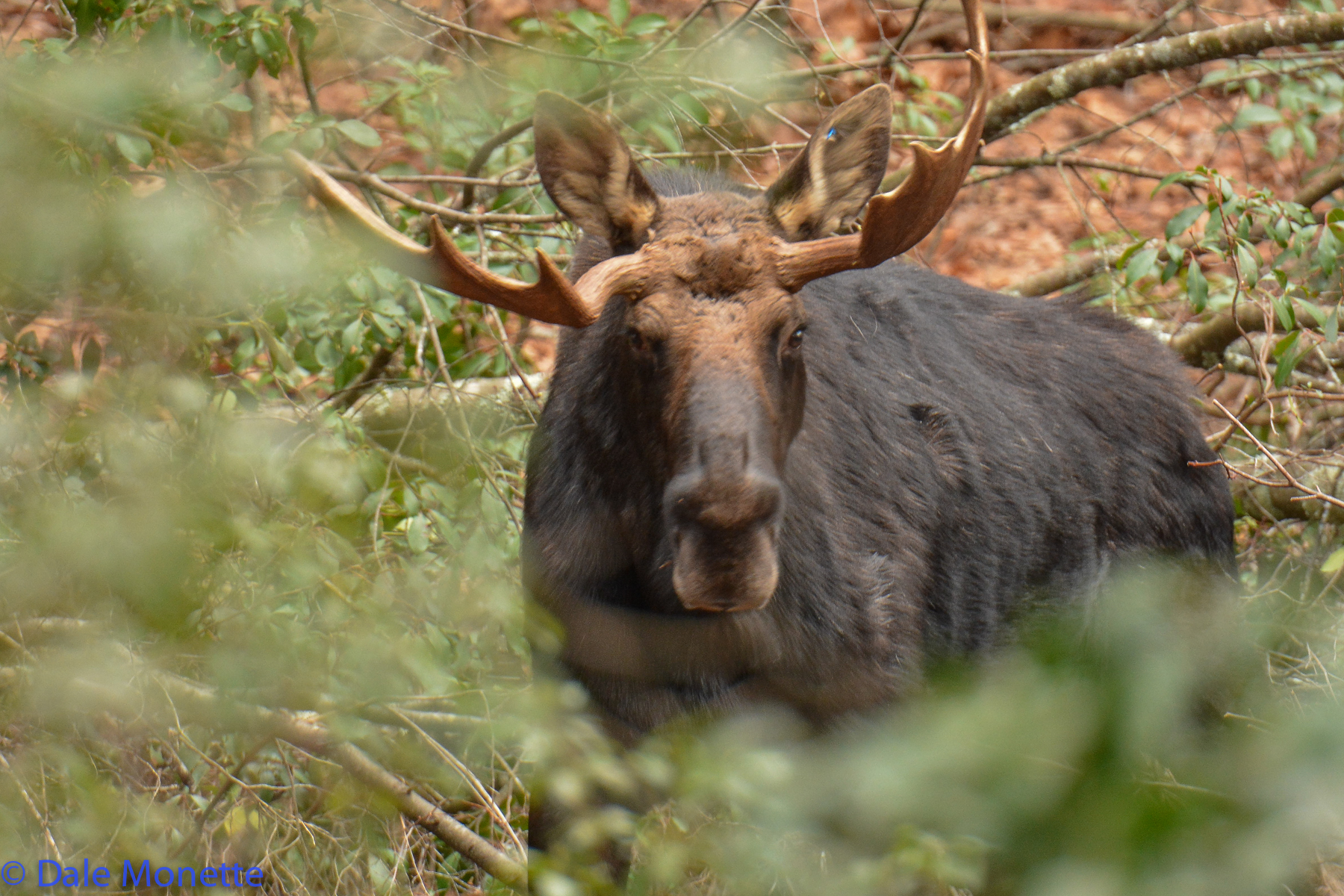 Another way to identify him is his antlers. They don't quite match do they?