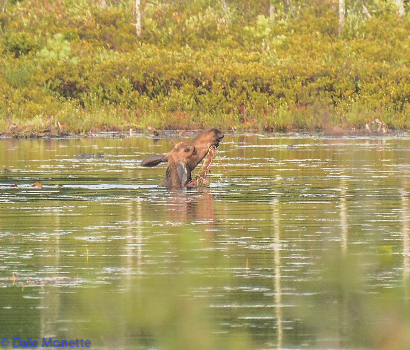  Here's a young bull in August working on some tasty pond lillies right up to his neck in a small beaver pond.  