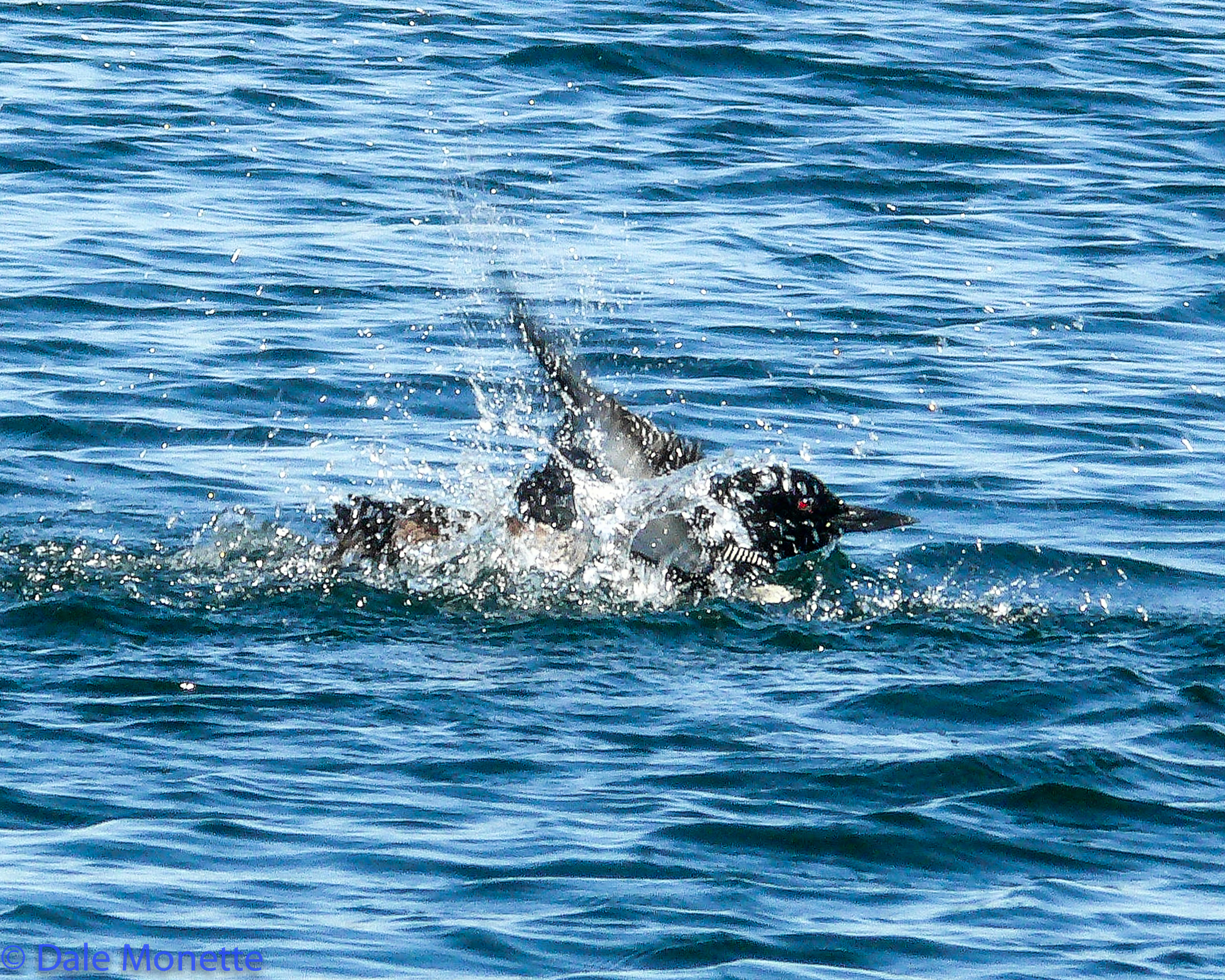   To find out what this loon is doing and to see more loon photos see my loon page..thanks !!  