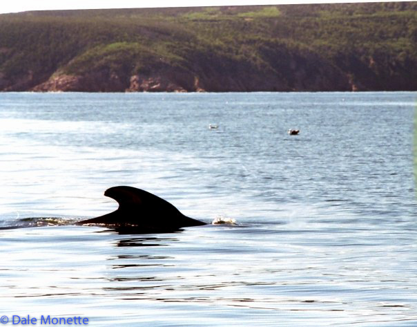 Pilot whales are very common around Cape Breton throughout the summer and fall.