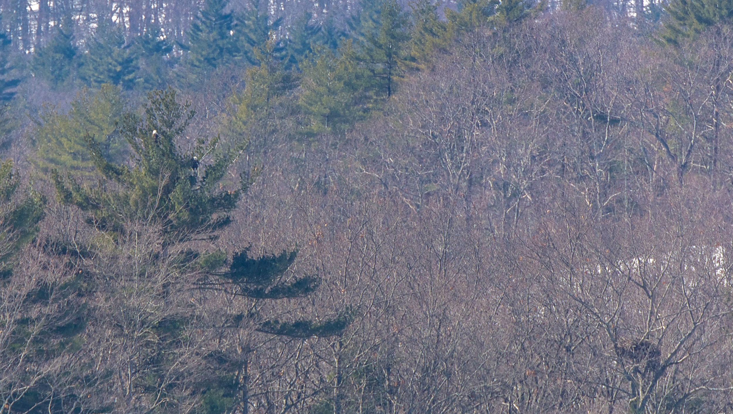 In early March the Quabbin's bald eagle population get started working on their nests. 