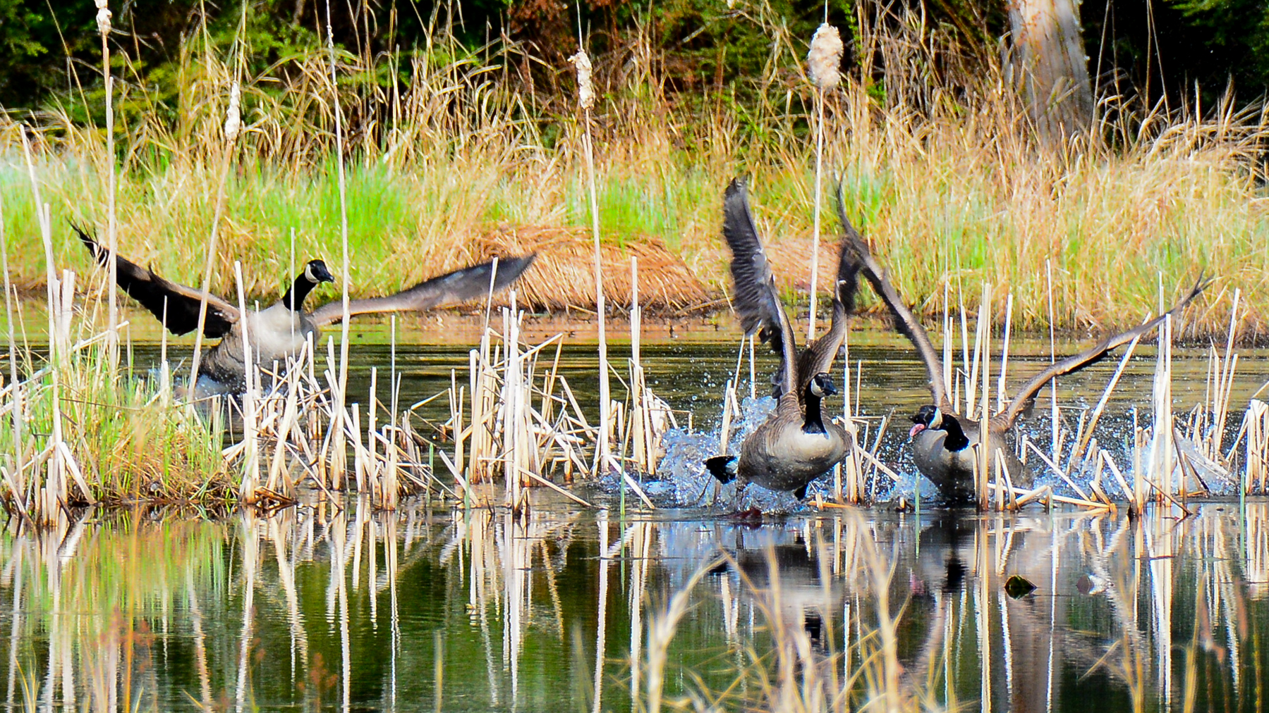   Canada geese do battle for territories in beaver ponds and sections of the main reservoir. The battles end with one pair being driven off.  