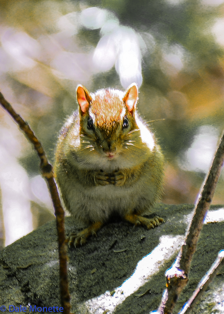 Chipmunks are us...