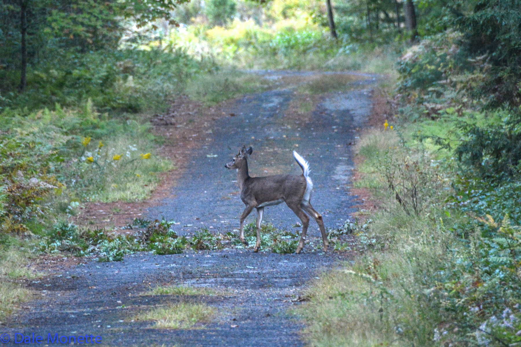   These twigs dropped in the road and made easy acorn eating for this young deer early in the morning.  