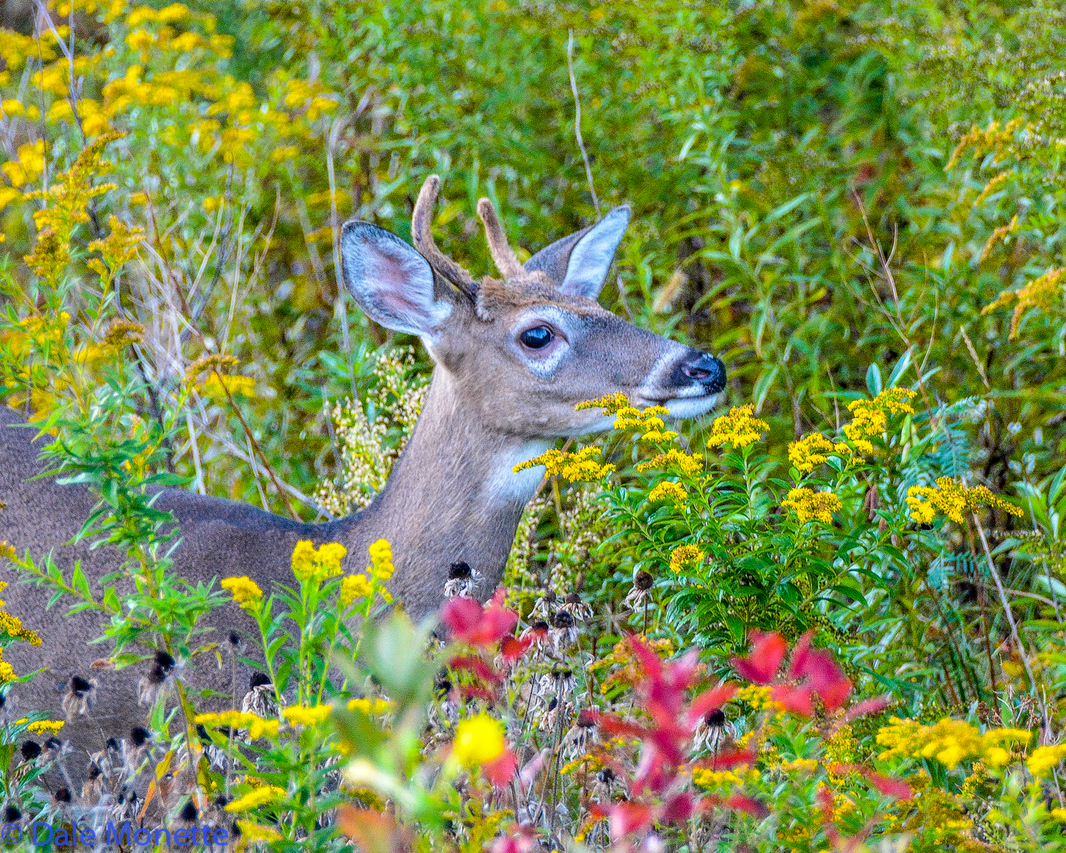   It turned out to be a young&nbsp;spike horn buck. A few minutes down the road I spotted him 20 feet from me in a flower patch.  