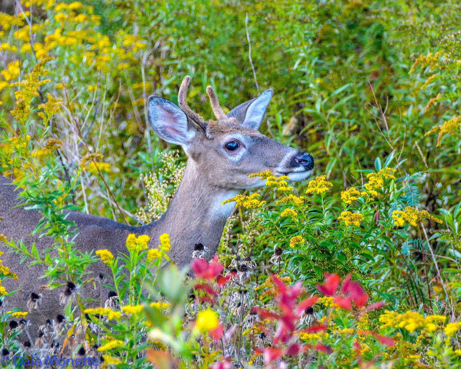 It turned out to be a young spike horn buck. A few minutes down the road I spotted him 20 feet from me in a flower patch.