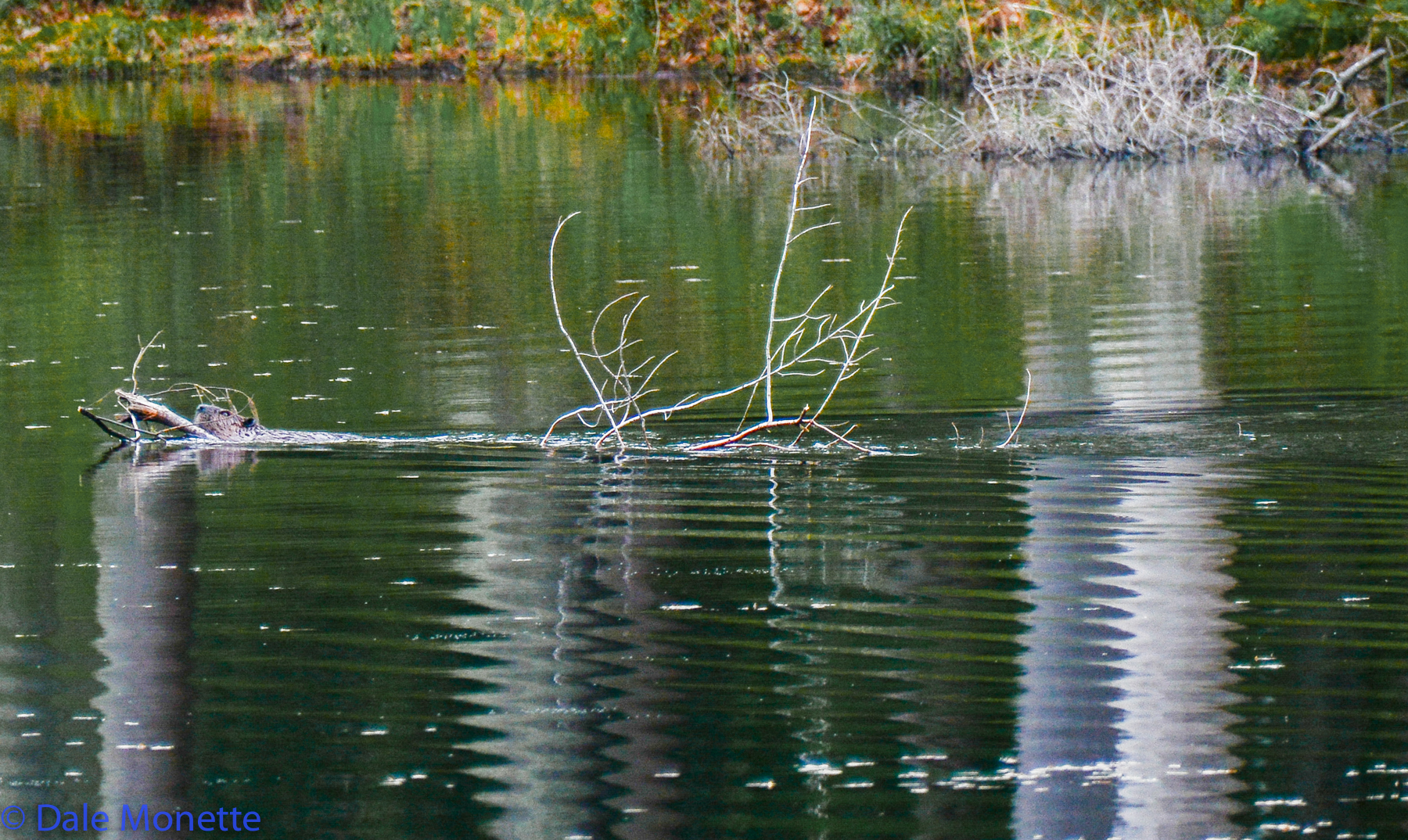   The little beaver that could! &nbsp;"I think I can I think I can" &nbsp;I watched as this beaver dragged this branch to the lodge about a 1/4 mile away.&nbsp;  