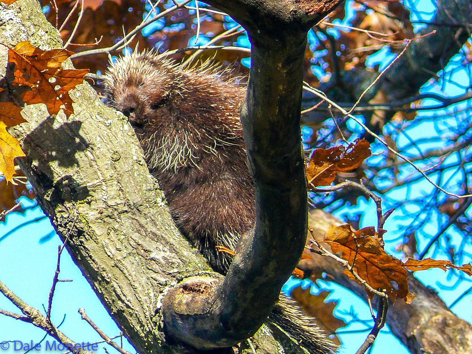 Porcupine