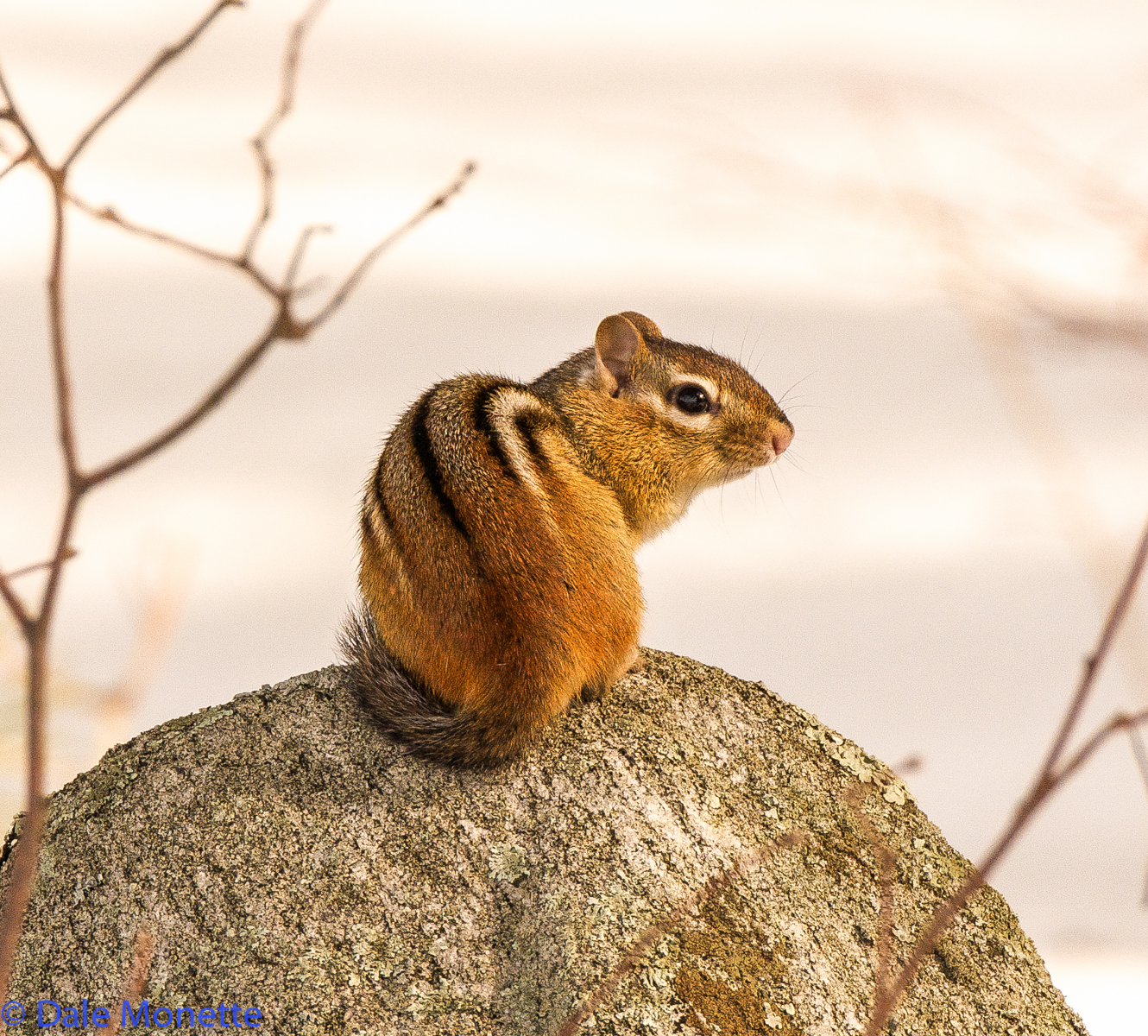 A chipmunk enjoying the warm spring sun after the long winter of 2015. 