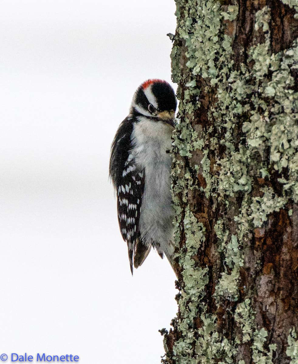 Male downy woodpecker 