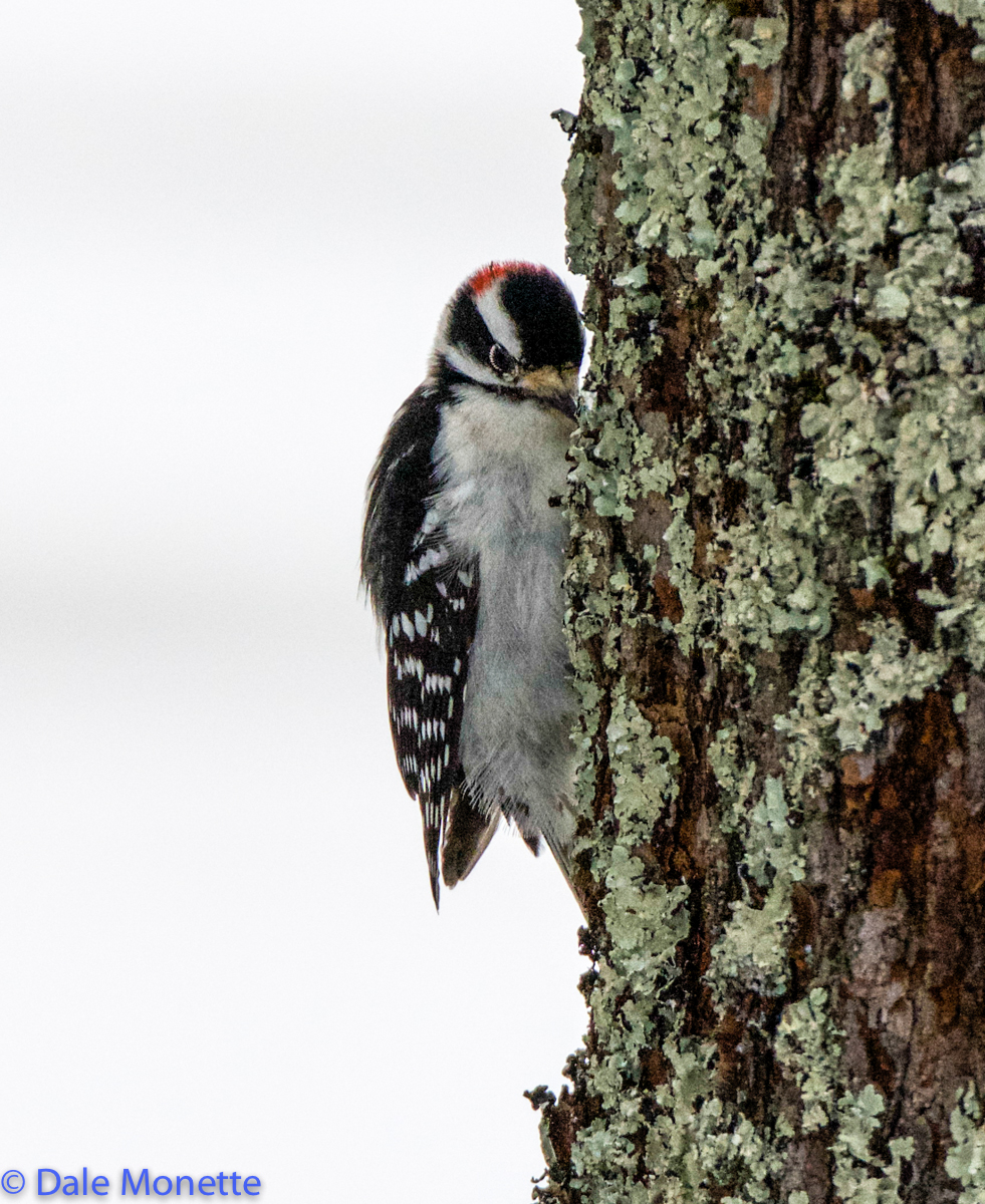 Male downy woodpecker
