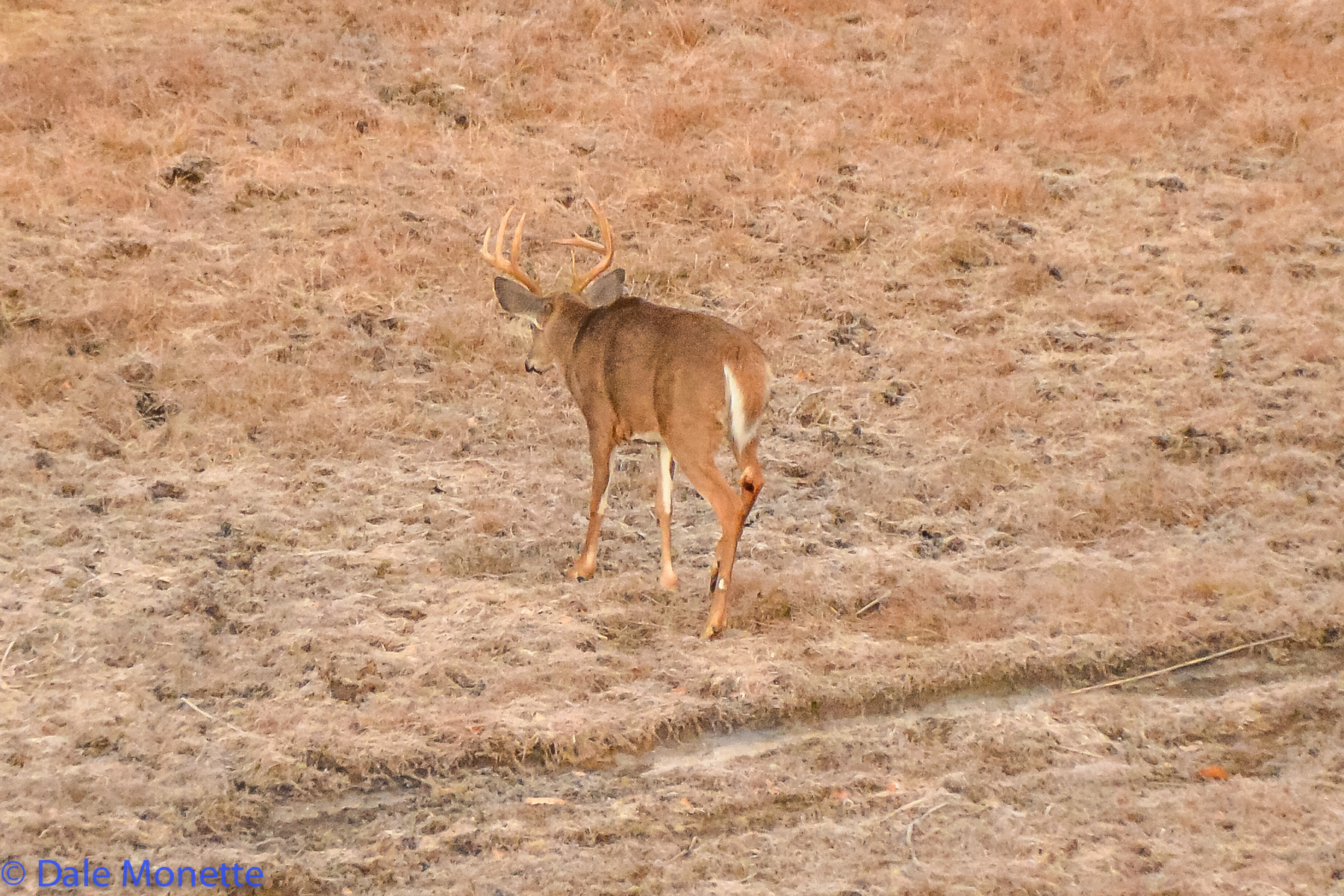   I was perched on a ridge when this ten point buck wandered in front of me in the late fall.  