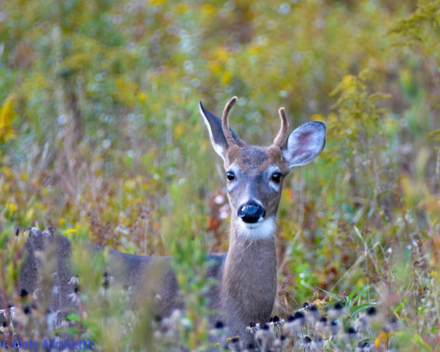 Same deer as the last shot, different angel.