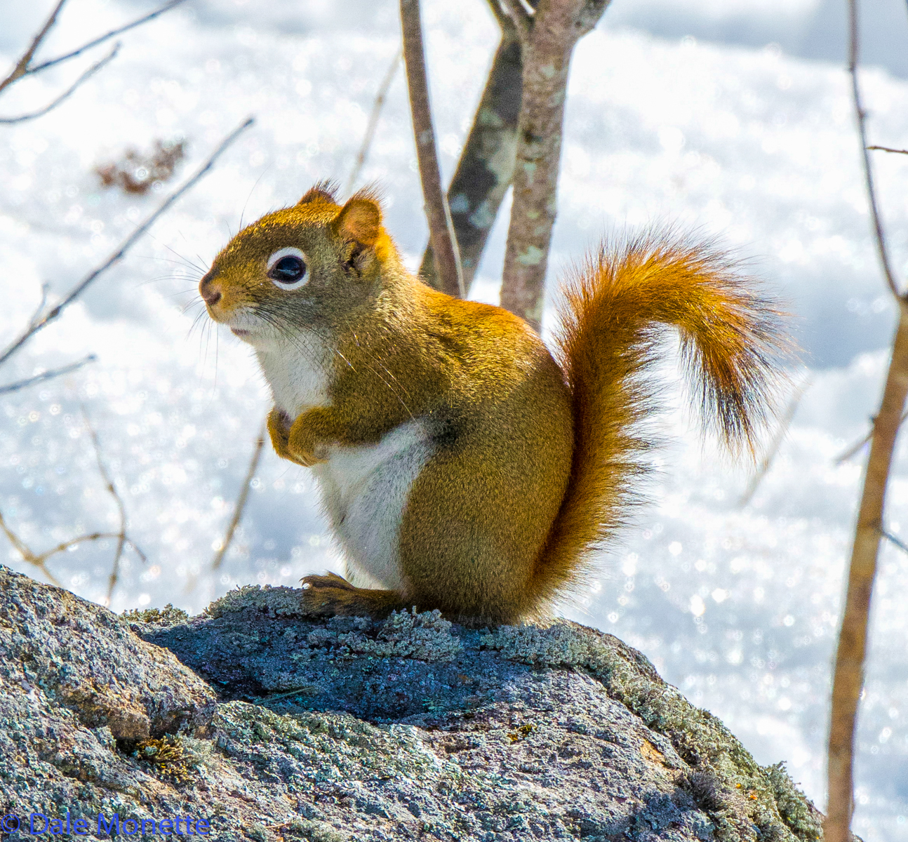   Red squirrels are very common and can be heard chattering everywhere around Quabbin where there are pine and spruce trees.  