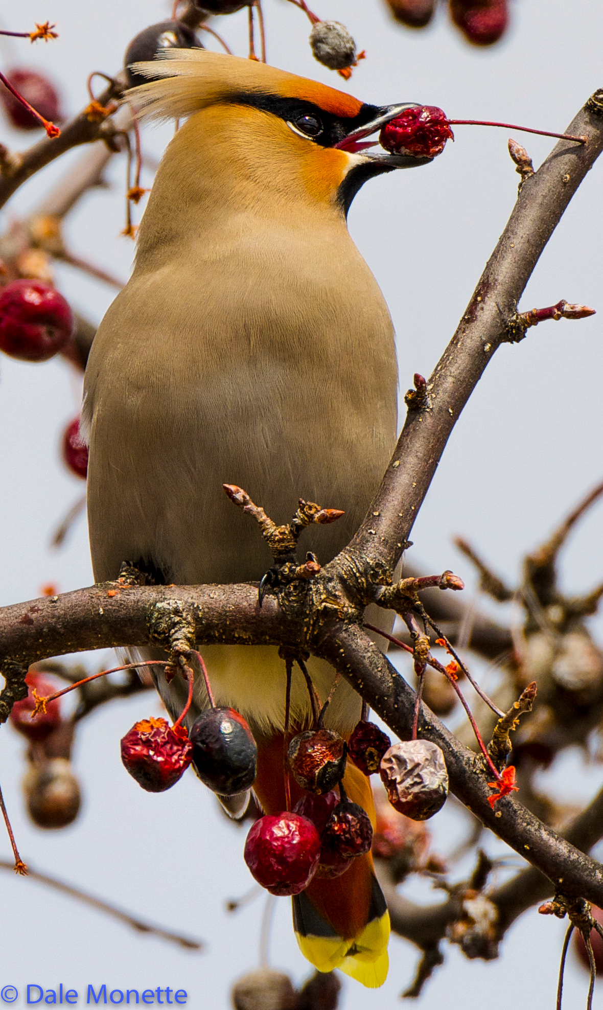 Bohemian waxwing