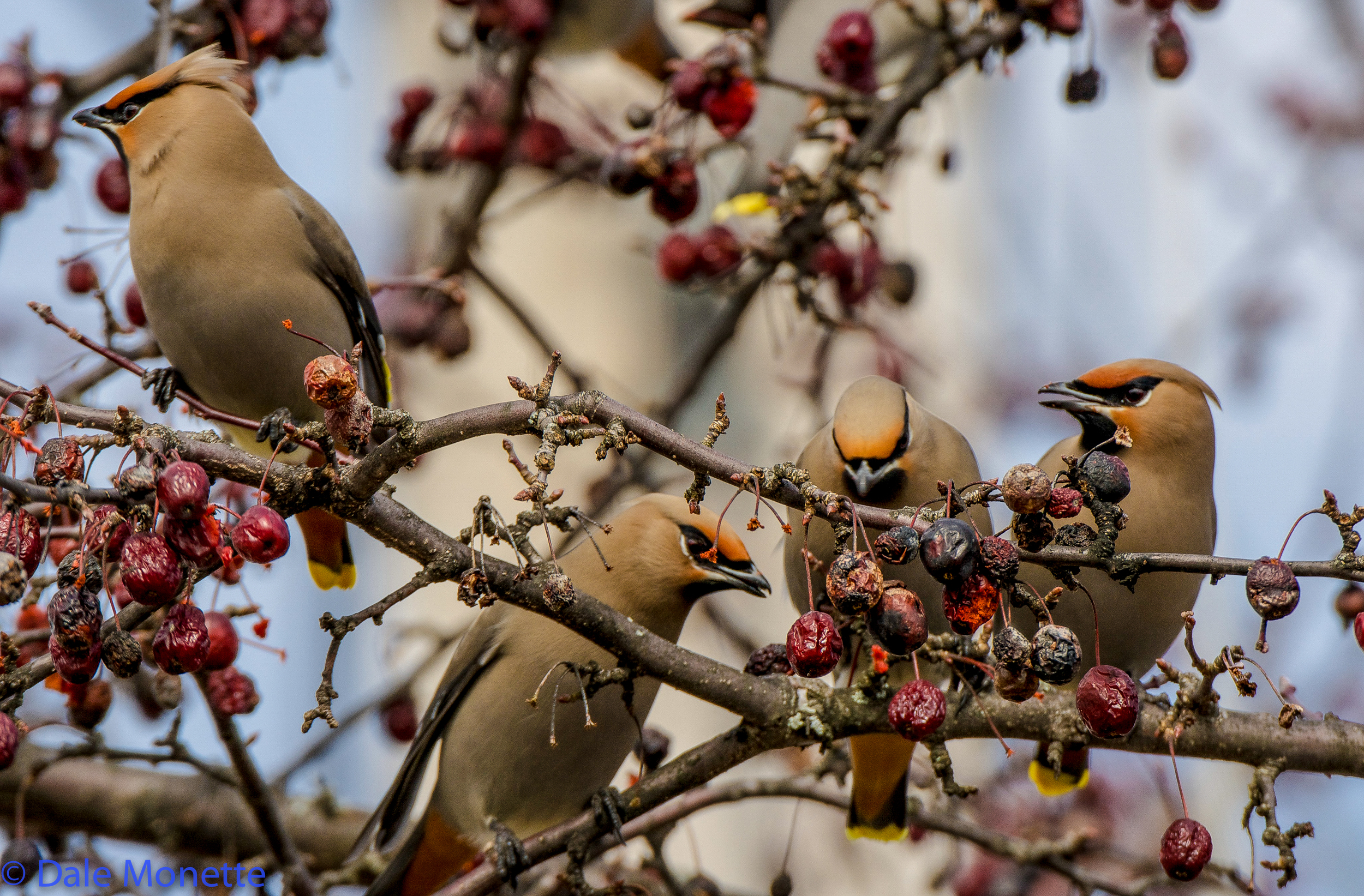 Another Bohemian waxwing photo.