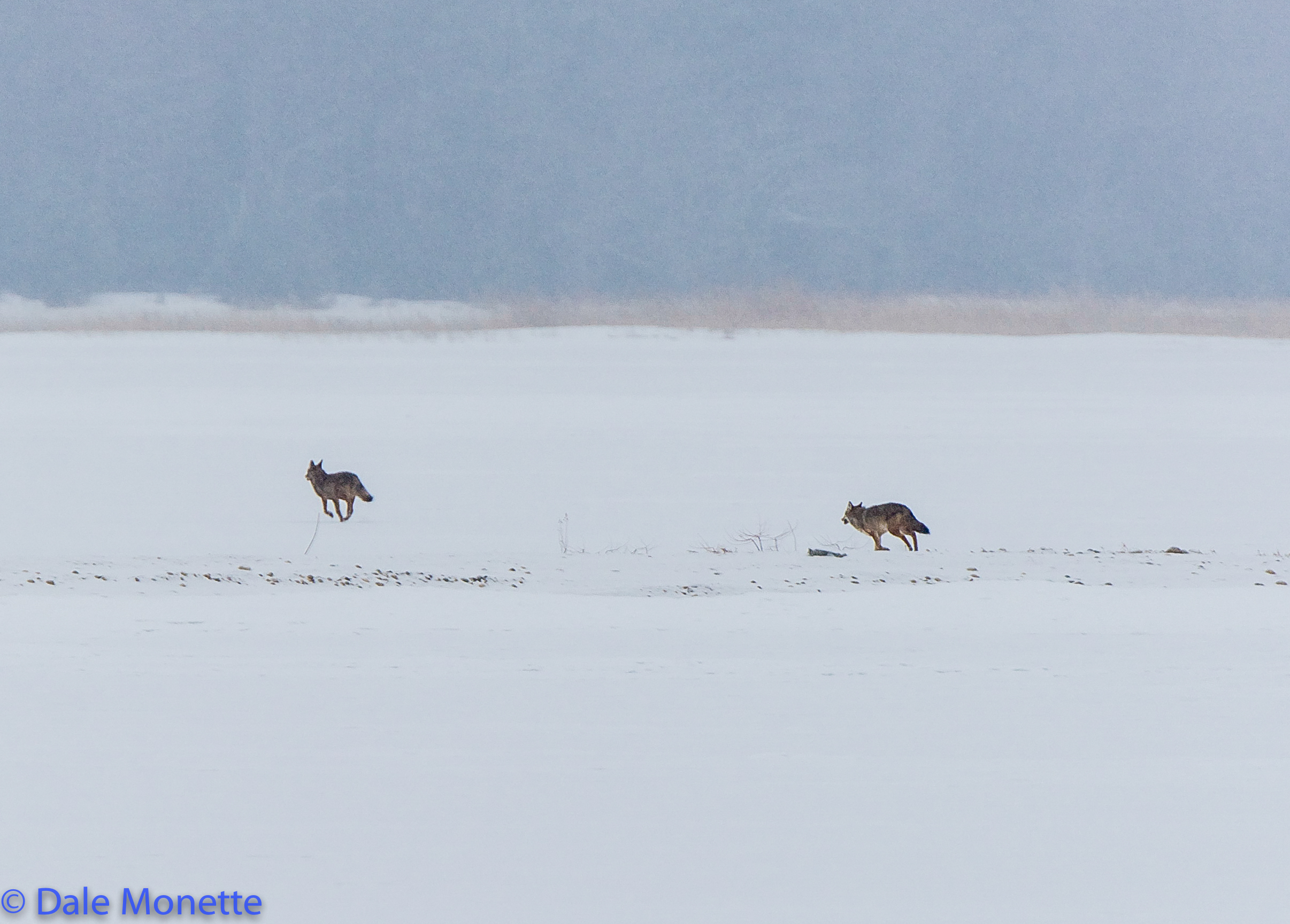   A pair of coyotes take off running through a snow storm across the ice at Quabbin.  