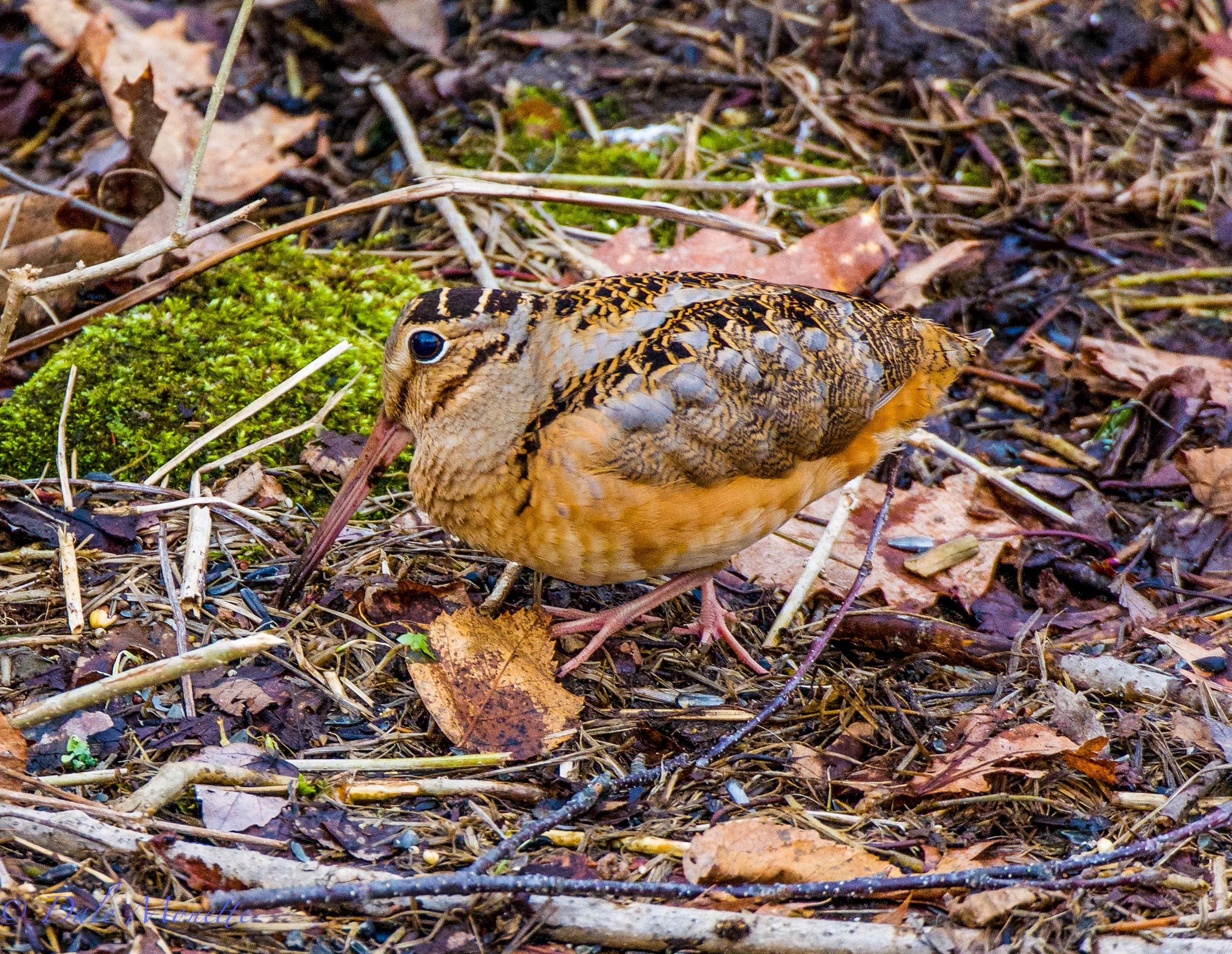 Woodcock