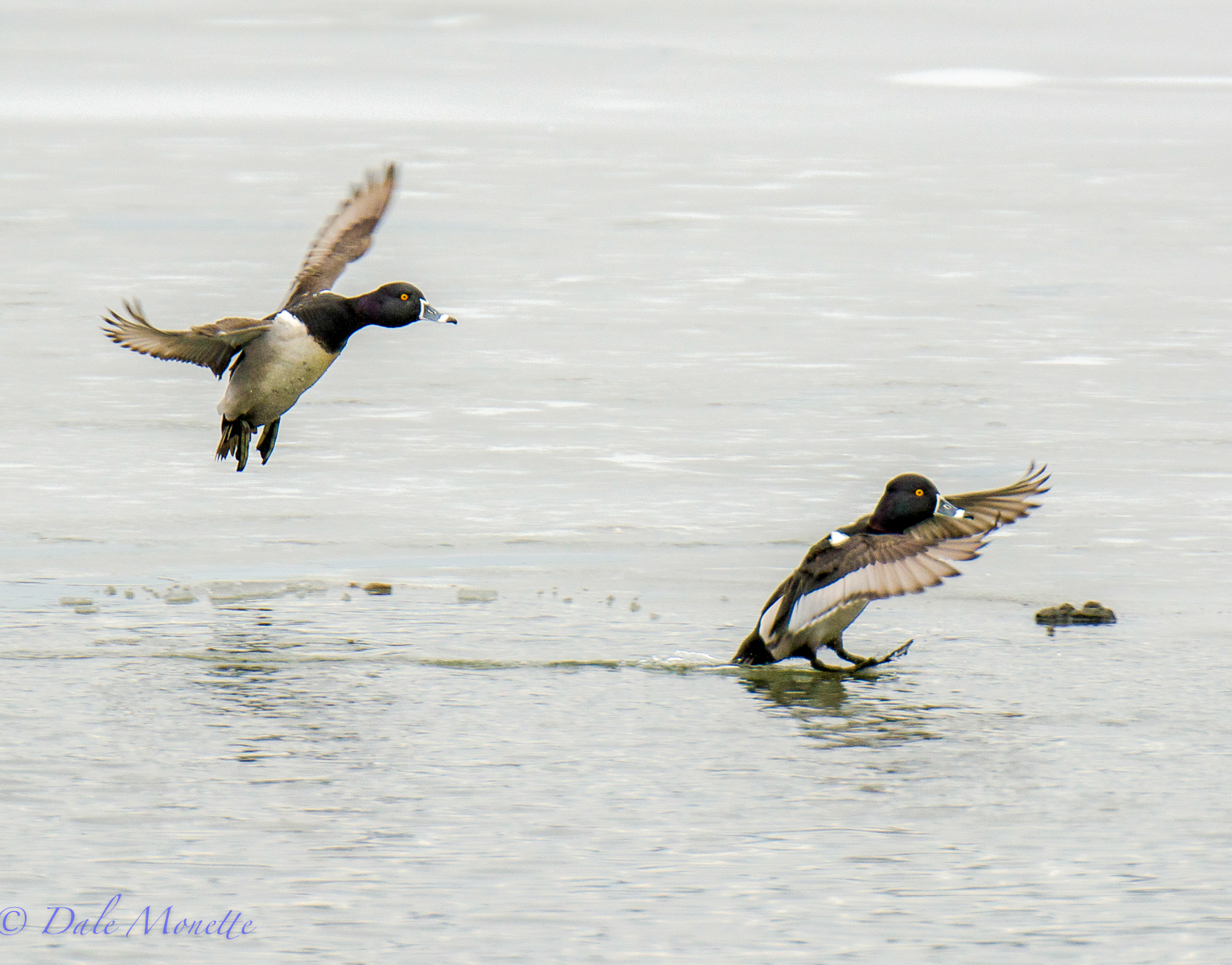 Ringed-neck ducks