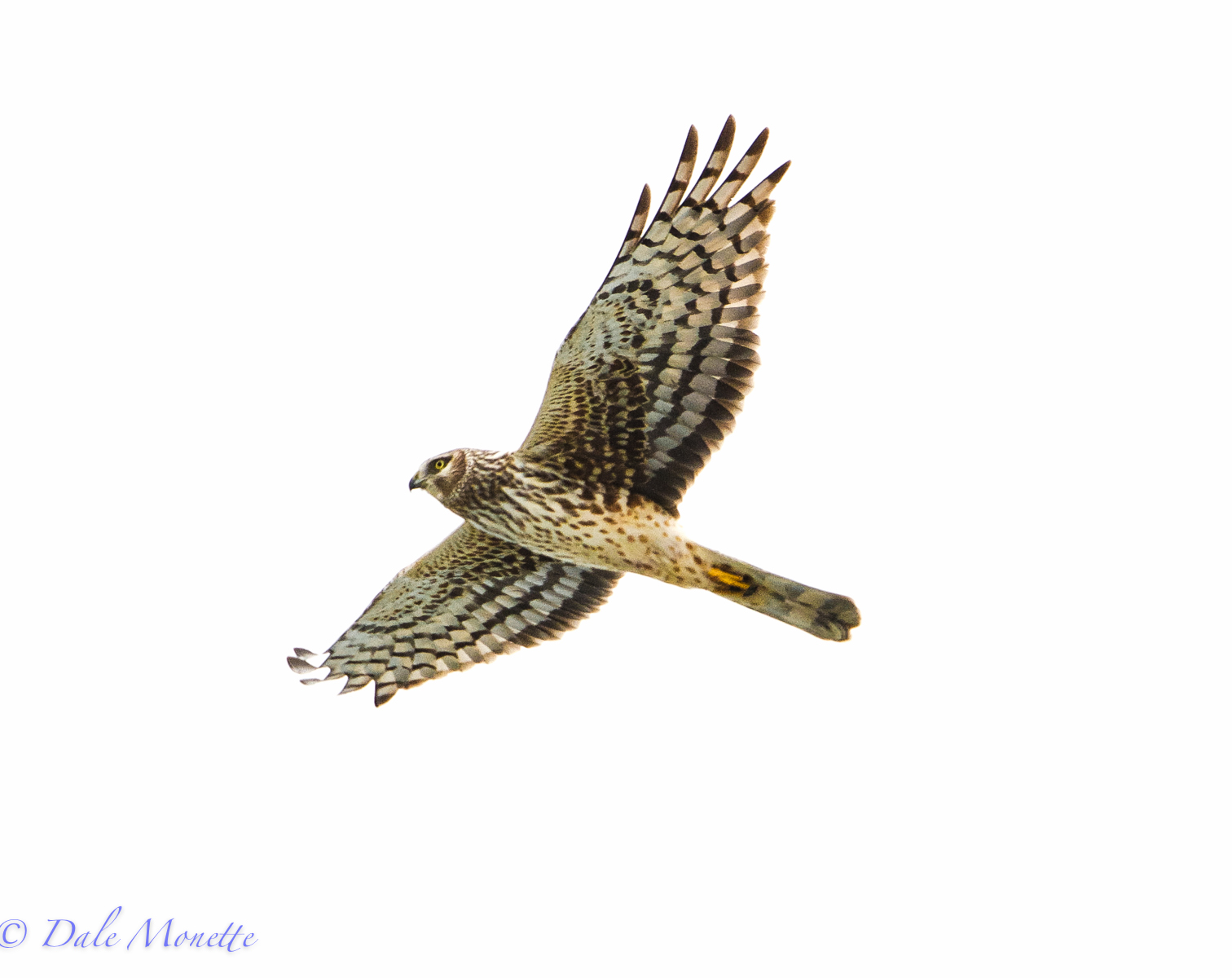 Northern Harrier